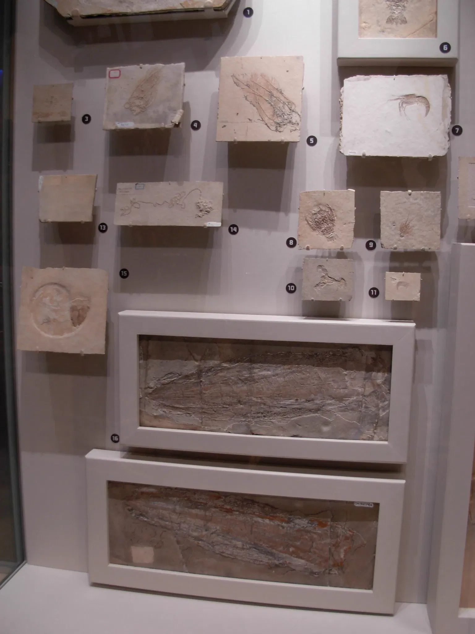 Carnegie Museum of Natural History