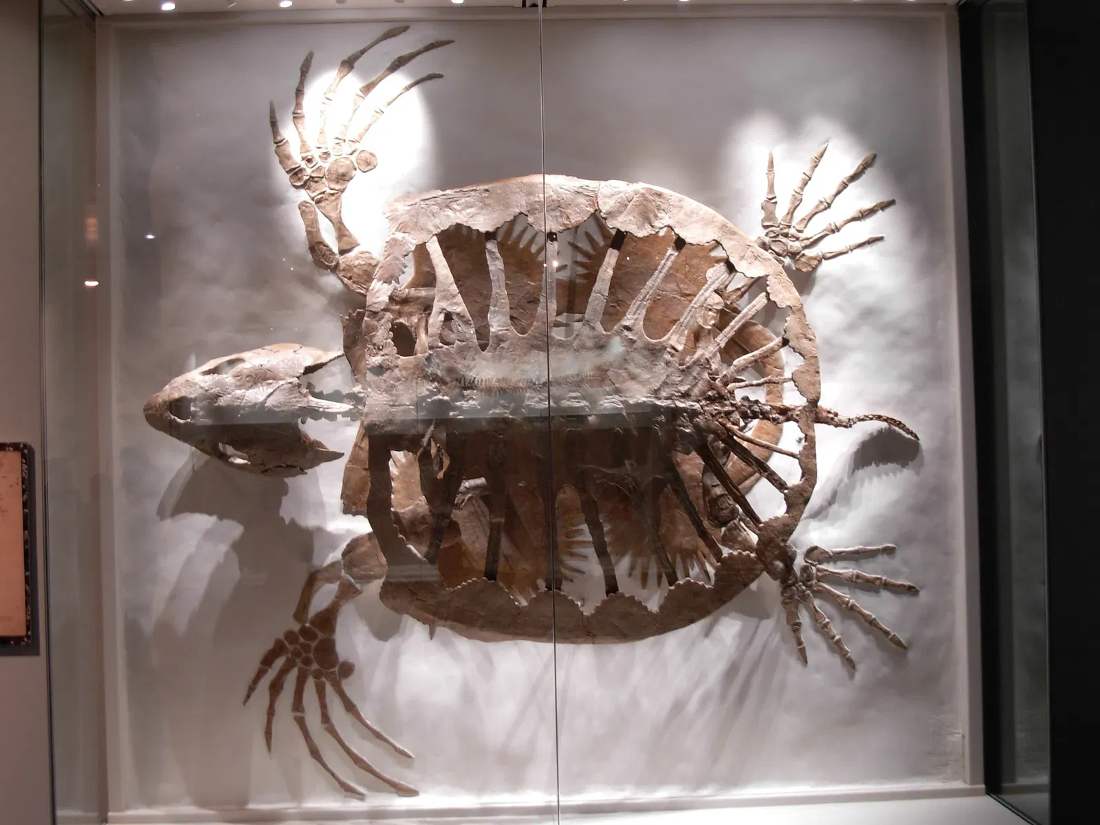 Museo Carnegie de Historia Natural