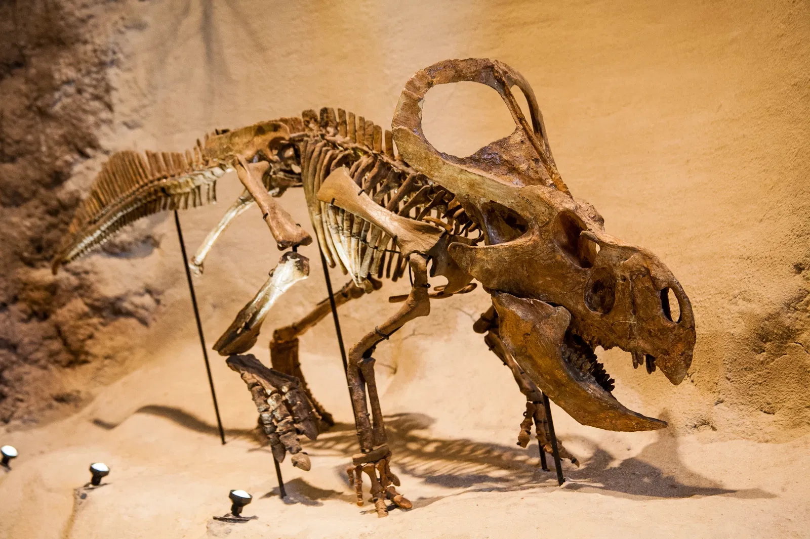 Carnegie Museum of Natural History