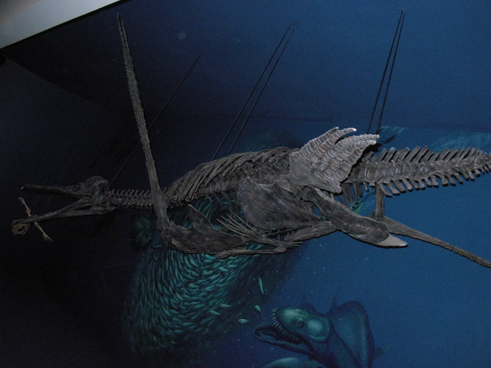 Carnegie Museum of Natural History