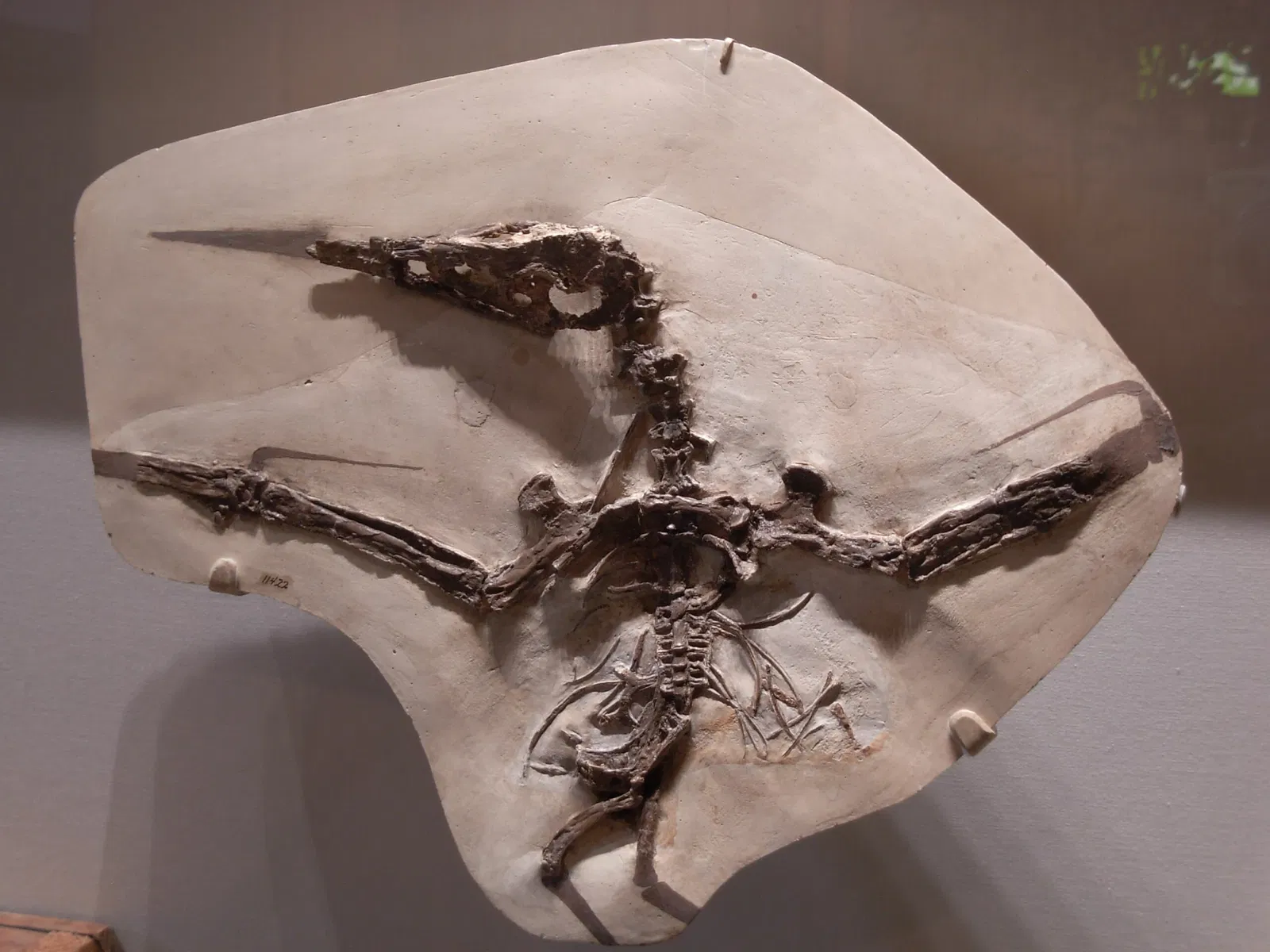 Museo Carnegie de Historia Natural