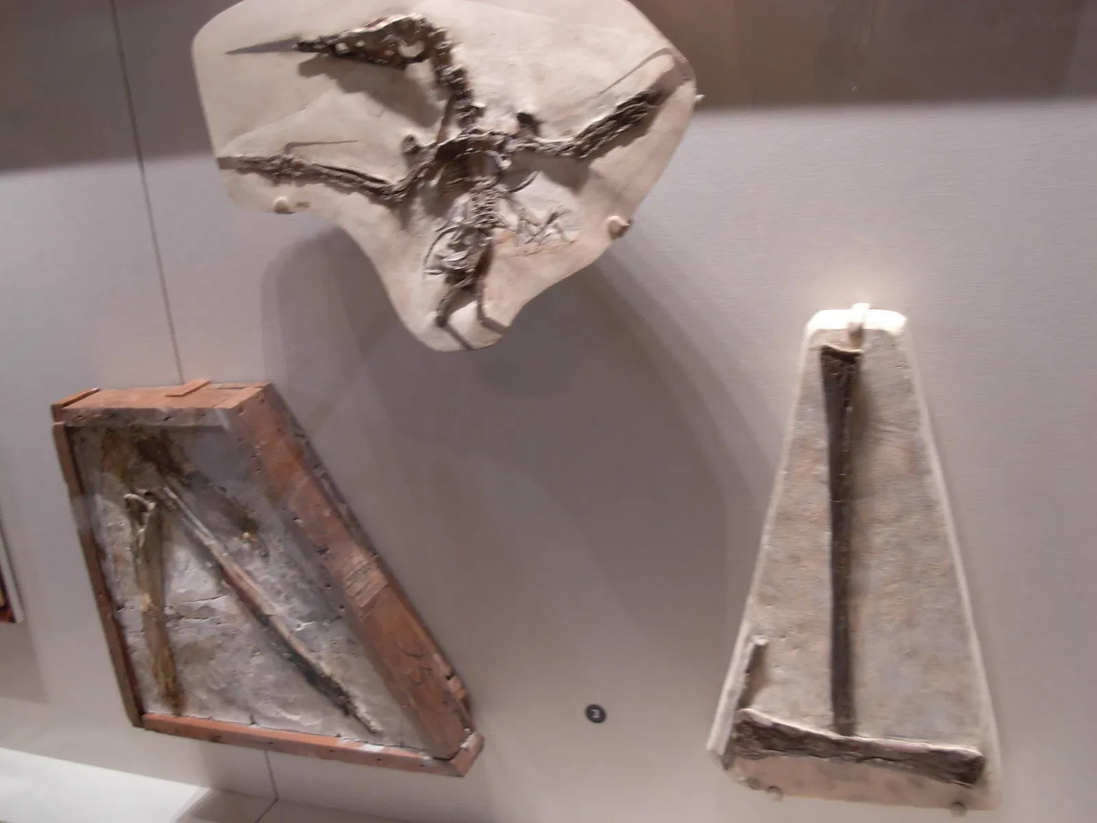 Museo Carnegie de Historia Natural