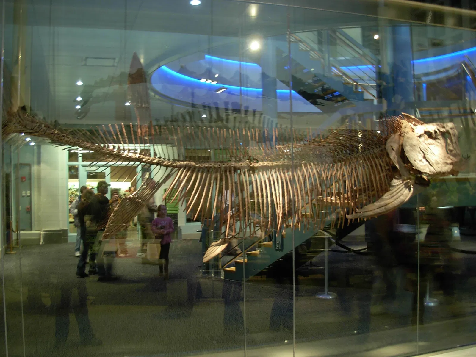 Museo Carnegie de Historia Natural