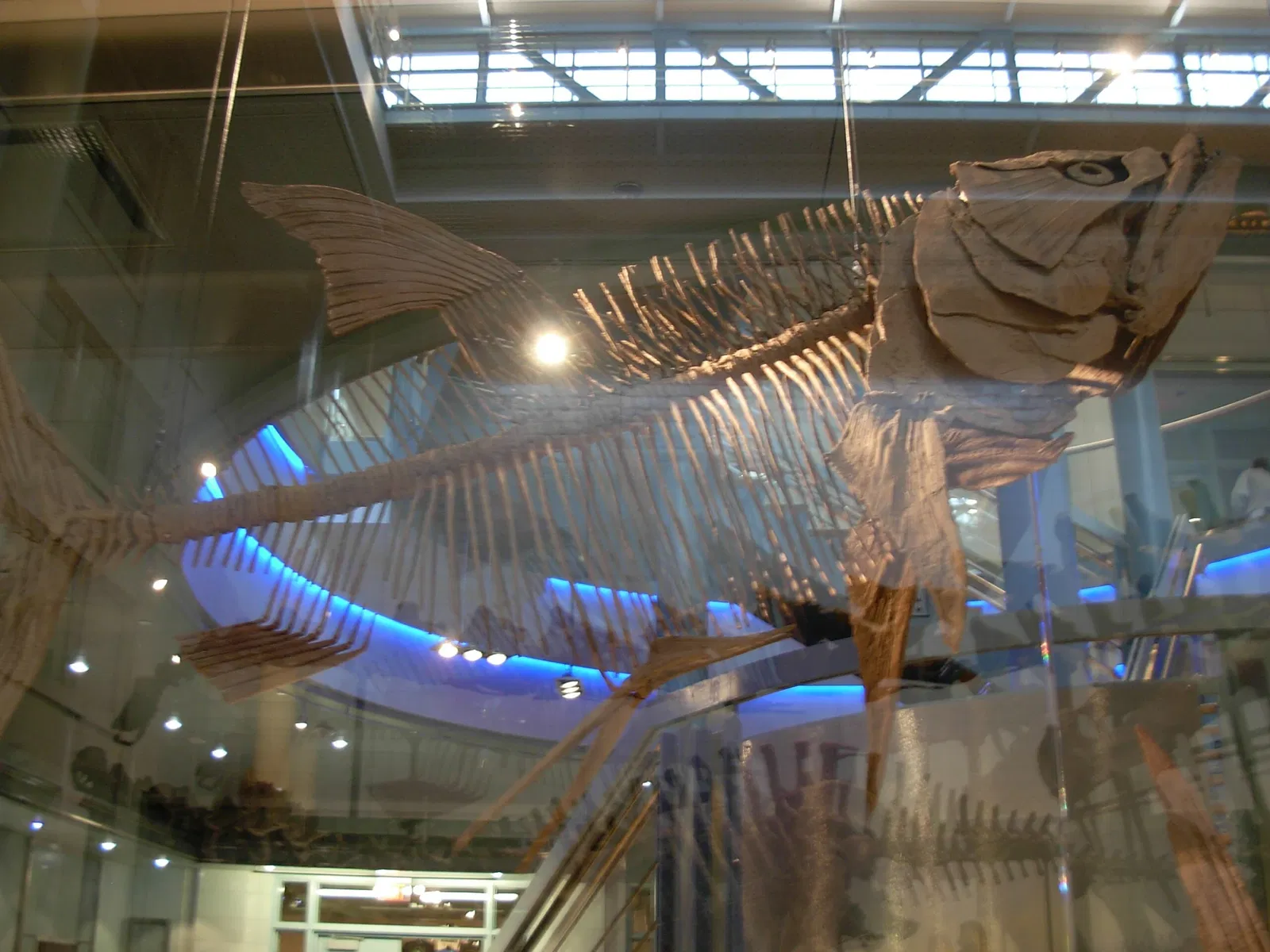 Carnegie Museum of Natural History