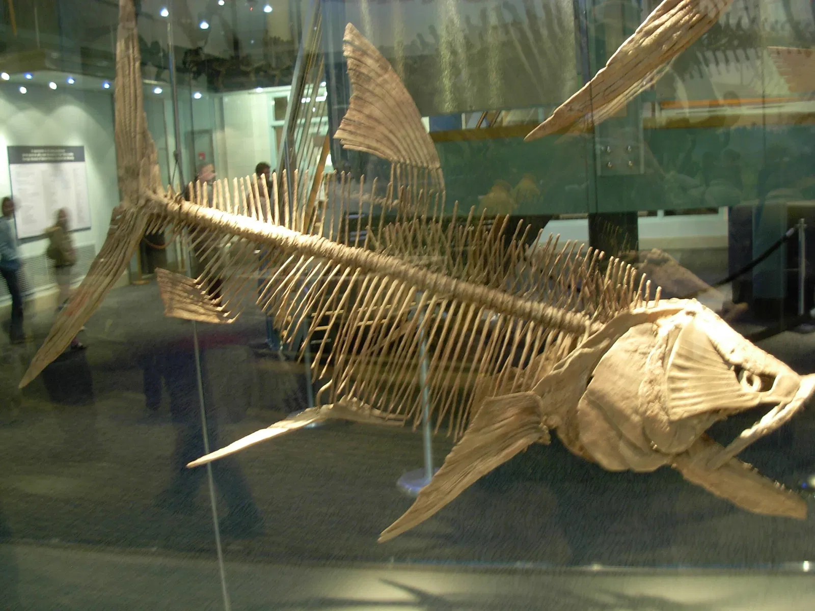 Carnegie Natural History Museum