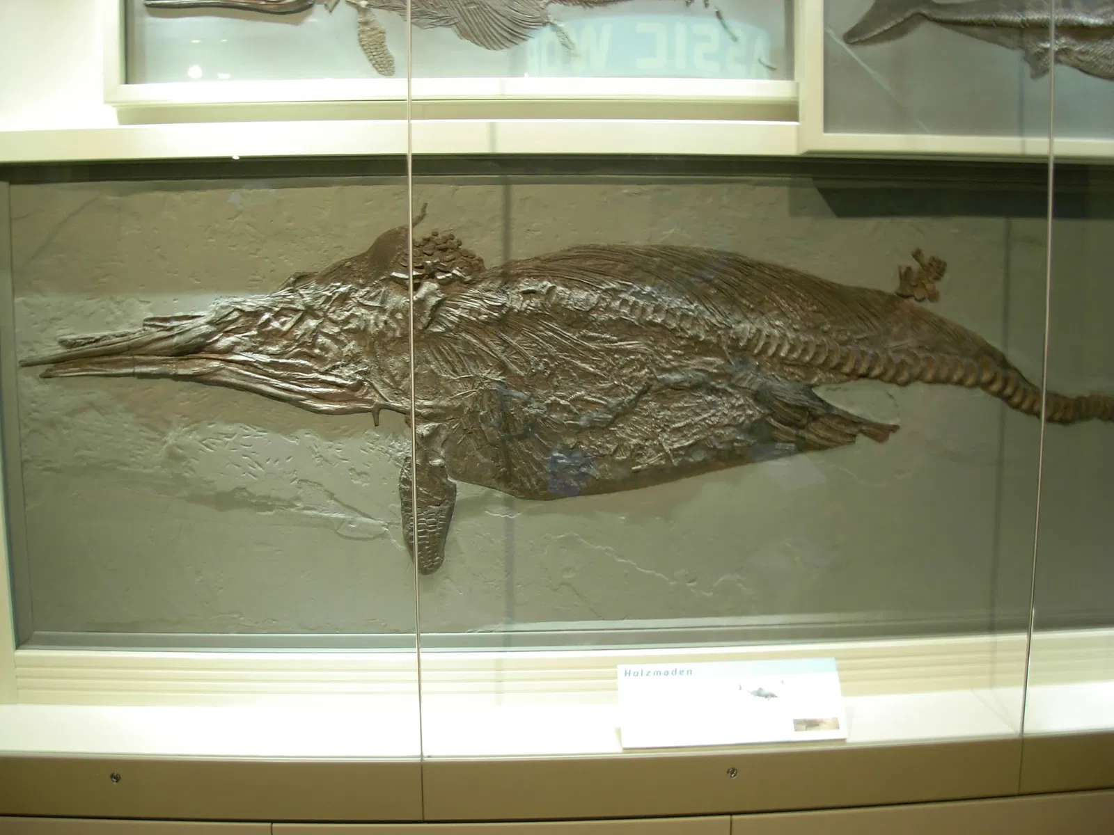 Museo Carnegie de Historia Natural