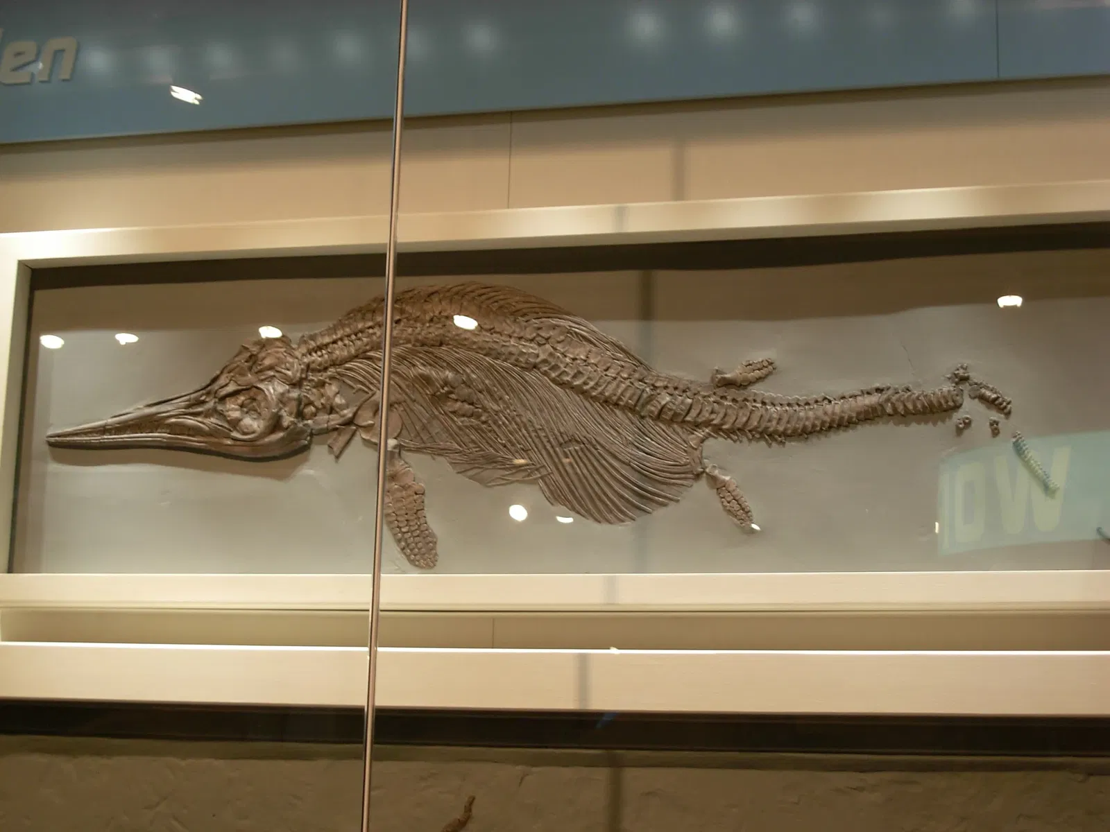 Carnegie Museum of Natural History