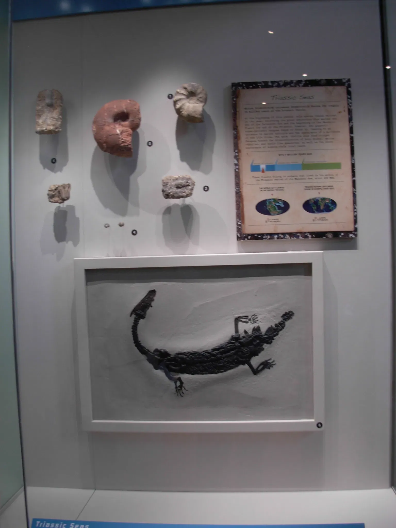 Museo Carnegie de Historia Natural