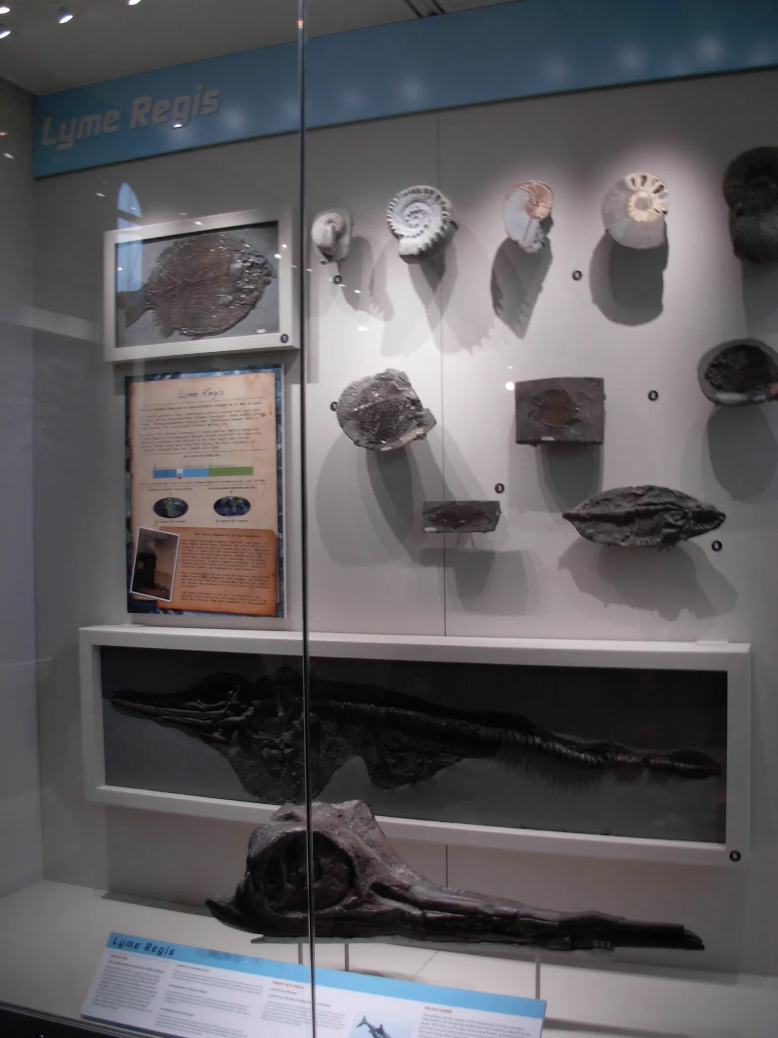 Carnegie Natural History Museum