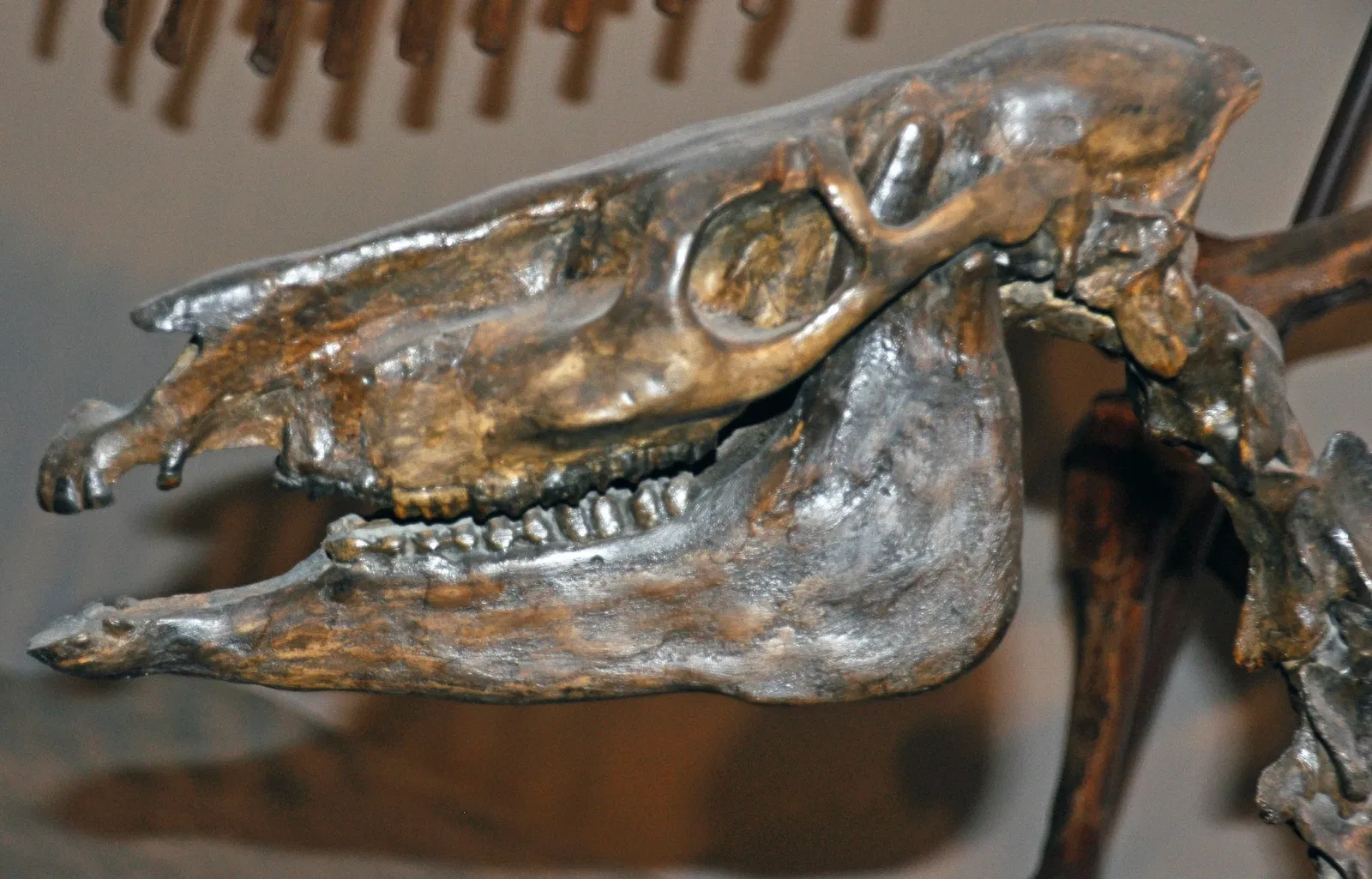 Museo Carnegie de Historia Natural