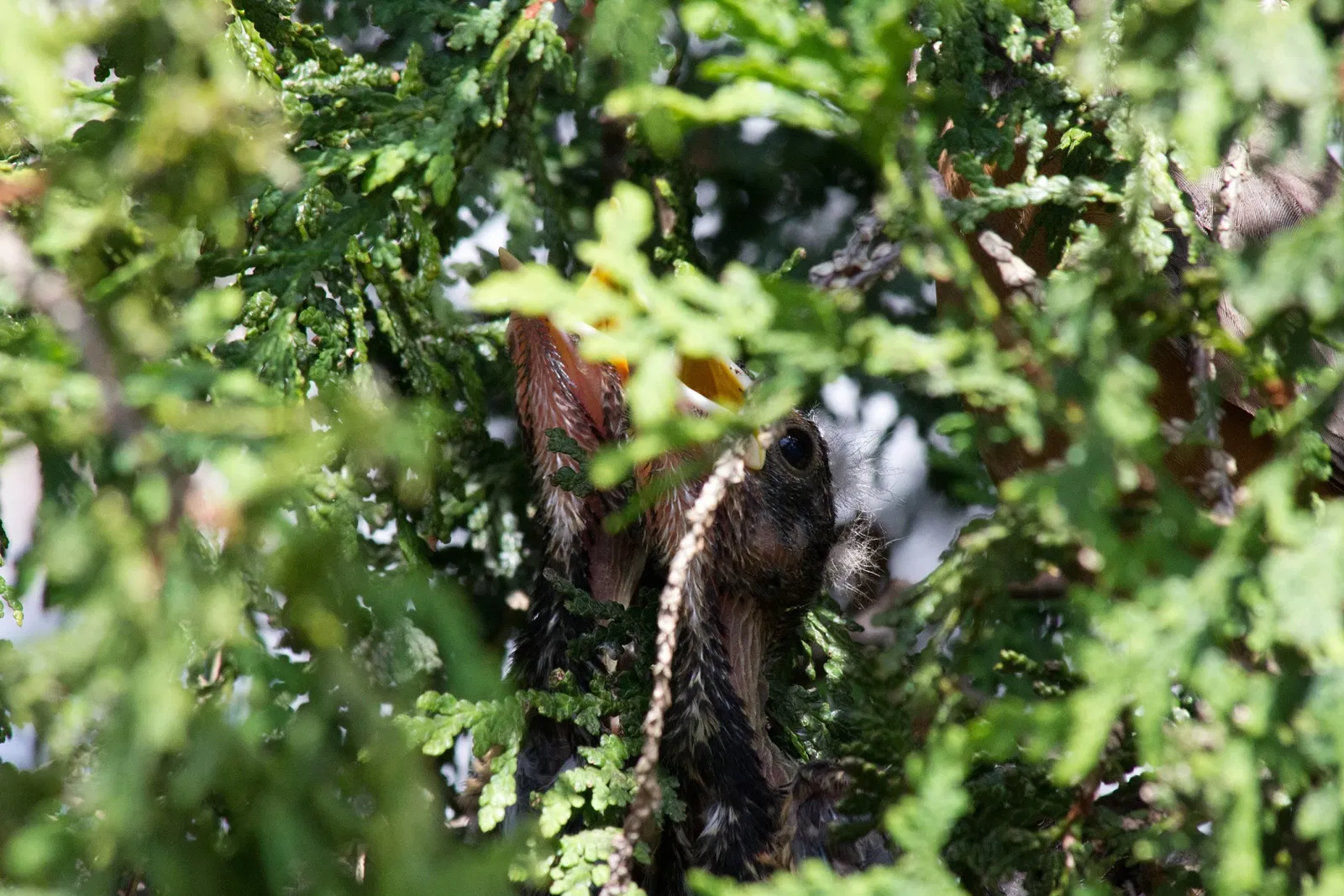Phipps Conservatory and Botanical Gardens