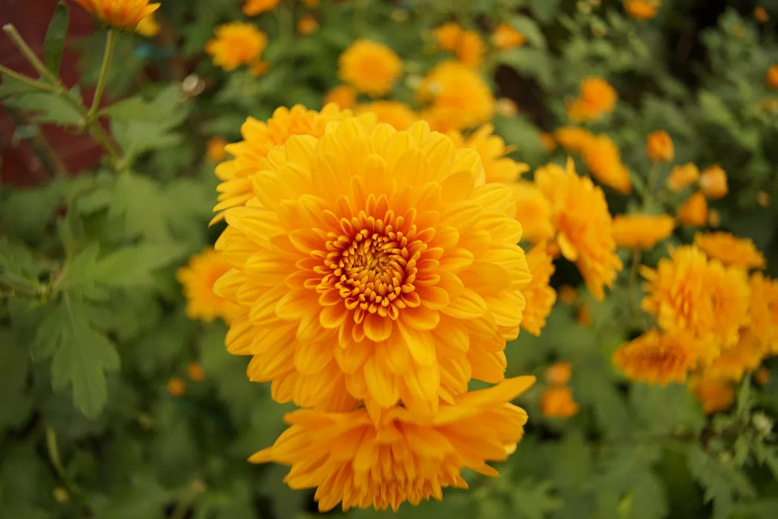 Phipps Conservatory and Botanical Gardens