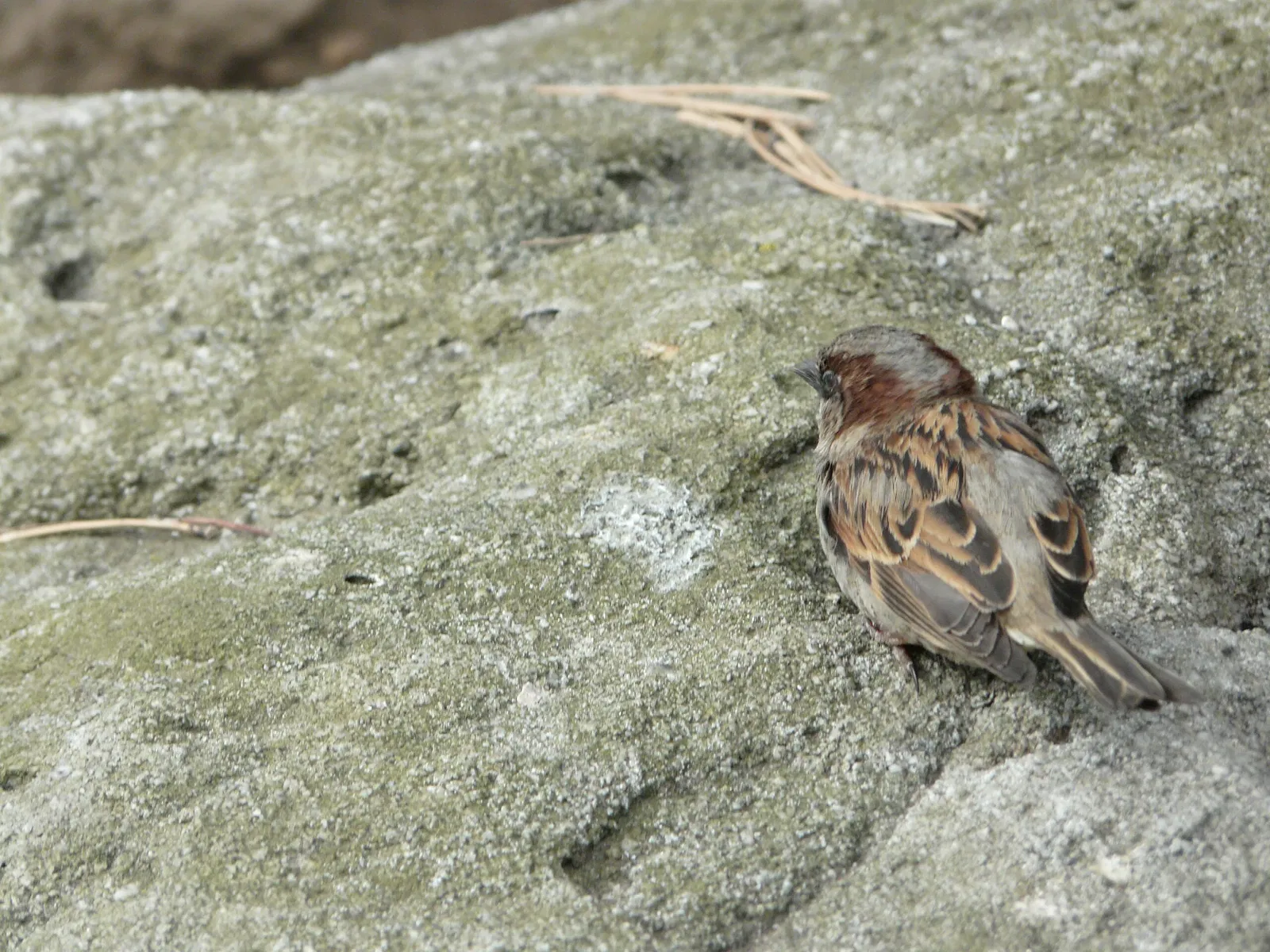 Phipps Conservatory & Botanical Gardens