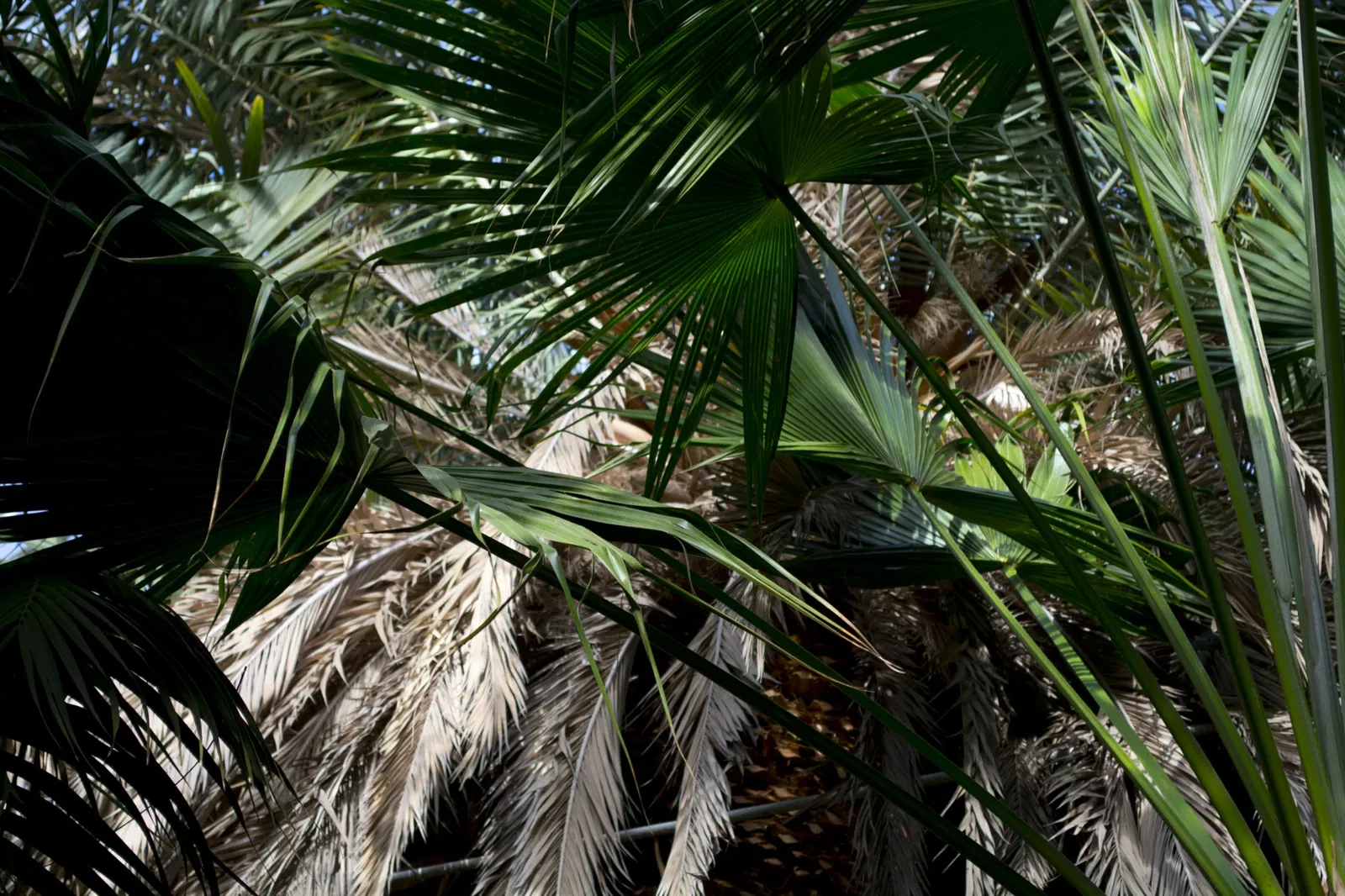 Phipps Conservatory and Botanical Gardens