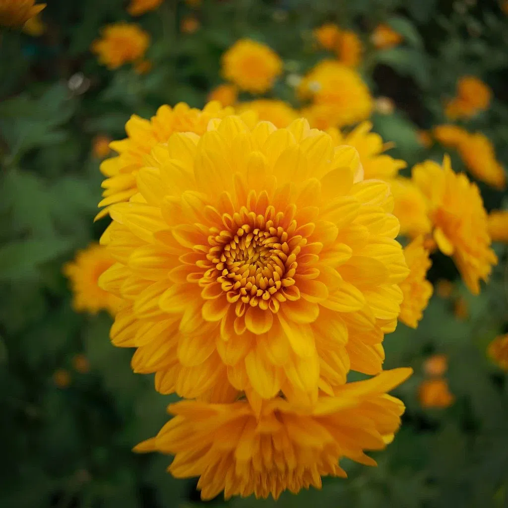 Phipps Conservatory & Botanical Gardens