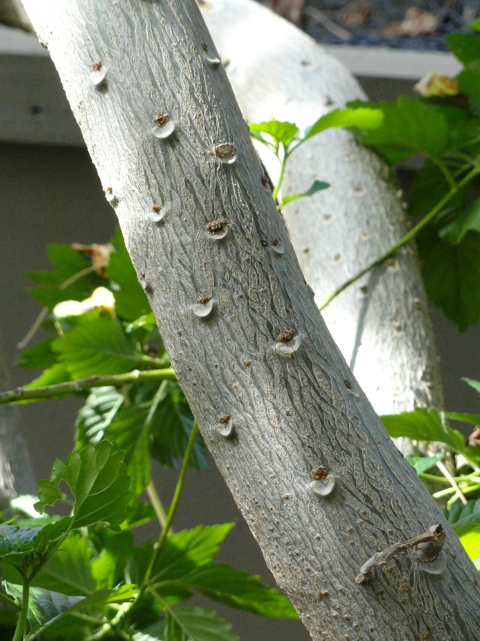 Denver Botanic Gardens