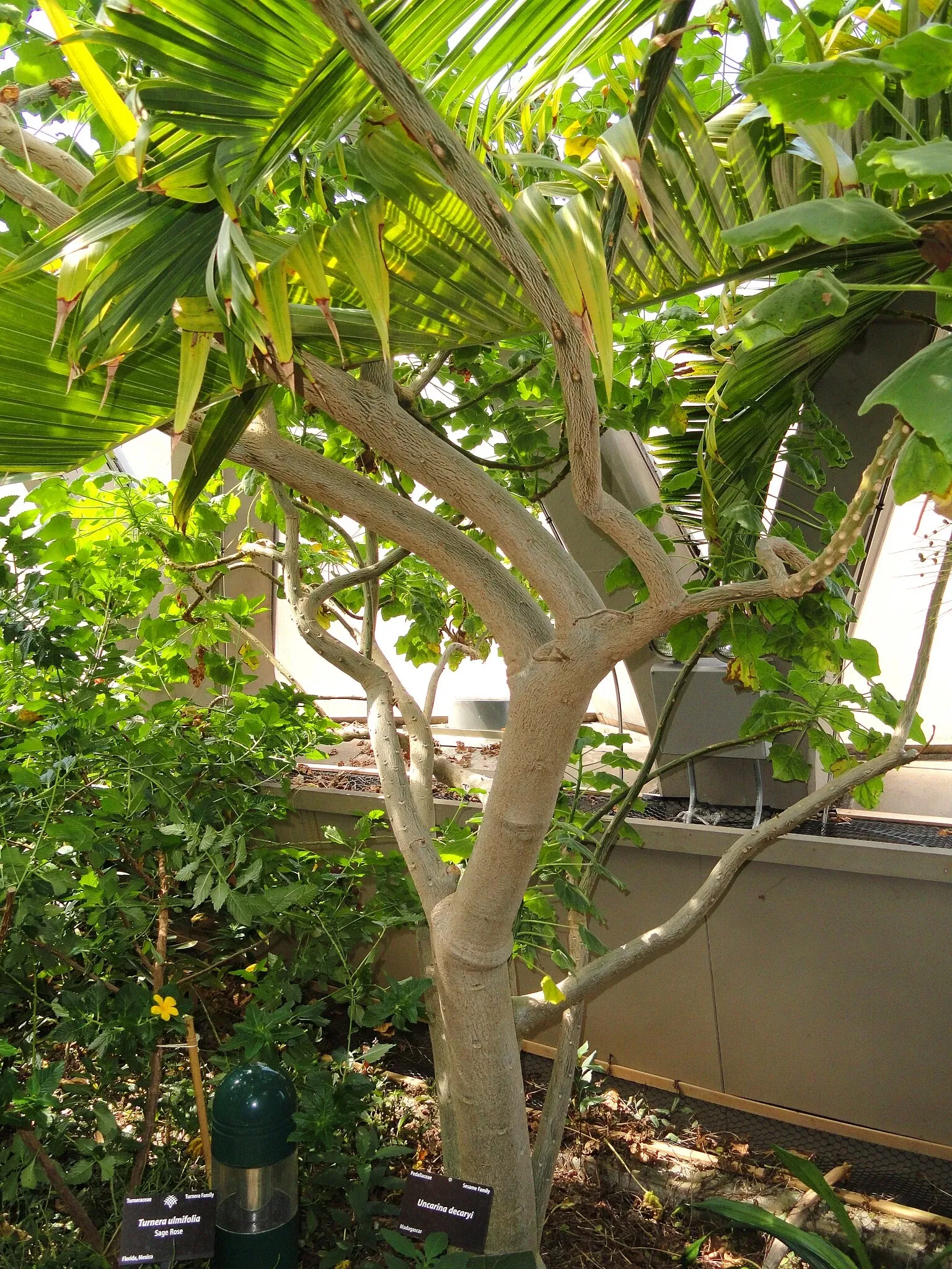 Denver Botanic Gardens