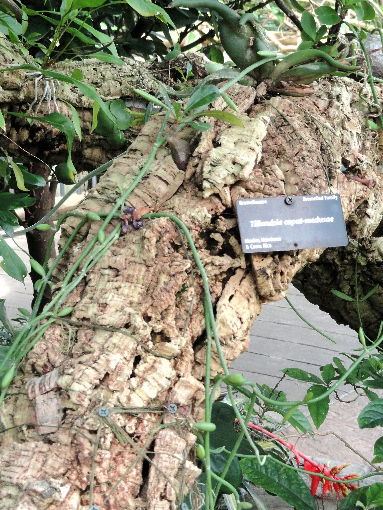 Denver Botanic Gardens