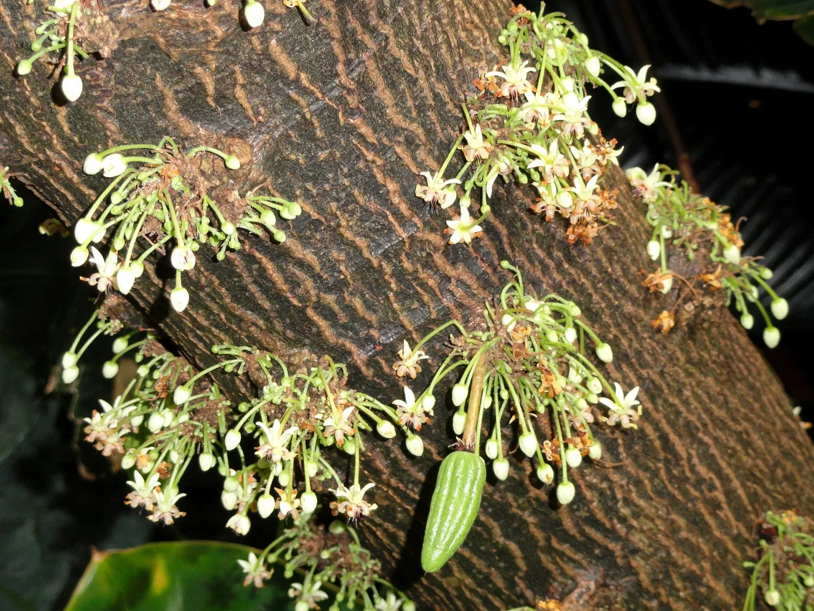 Jardín botánico de Denver