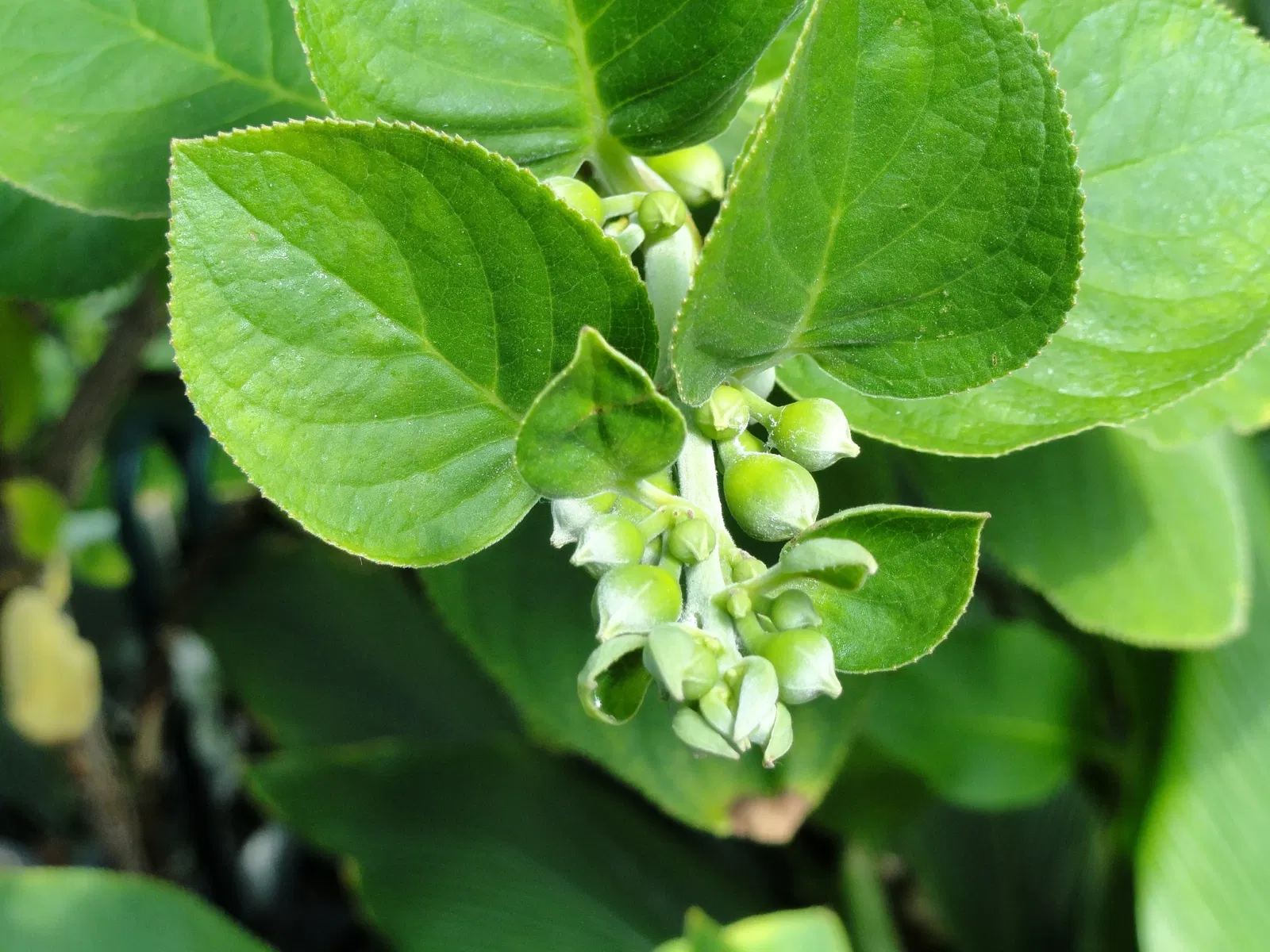 Jardín botánico de Denver