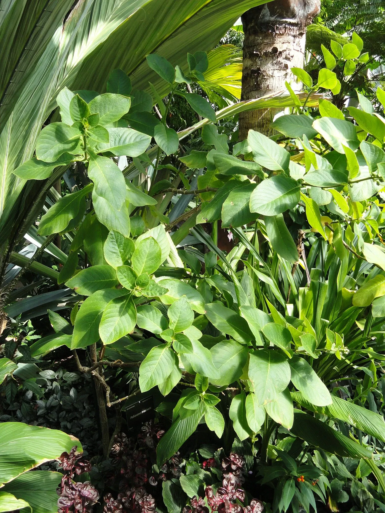 Jardín botánico de Denver