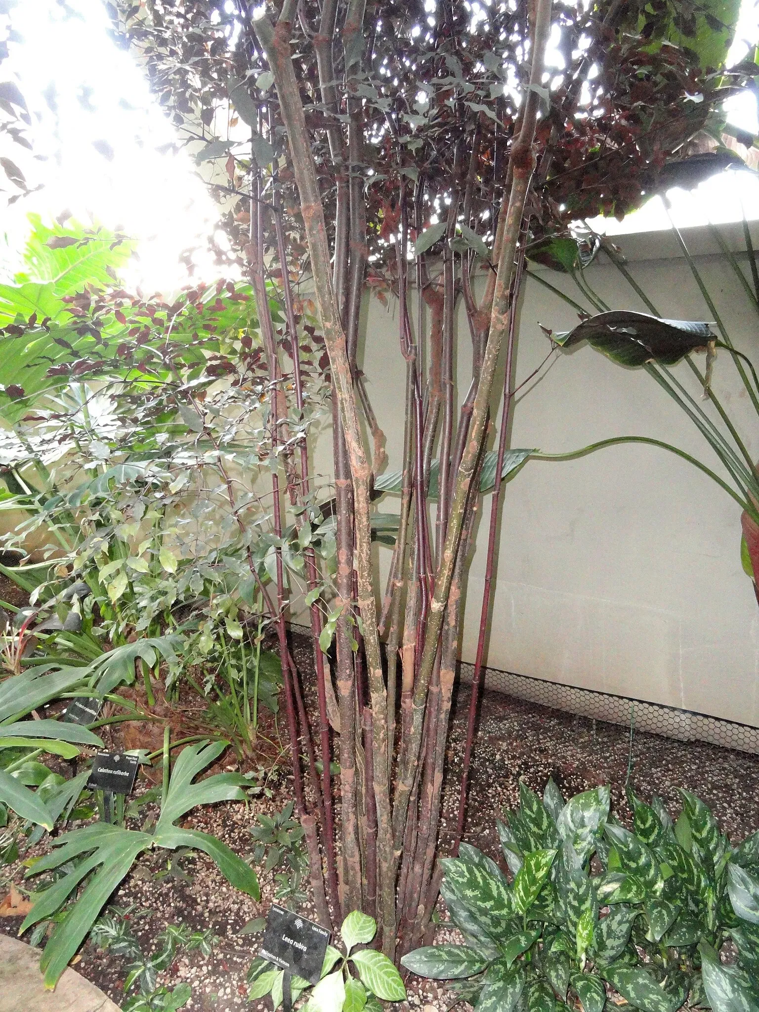 Jardín botánico de Denver