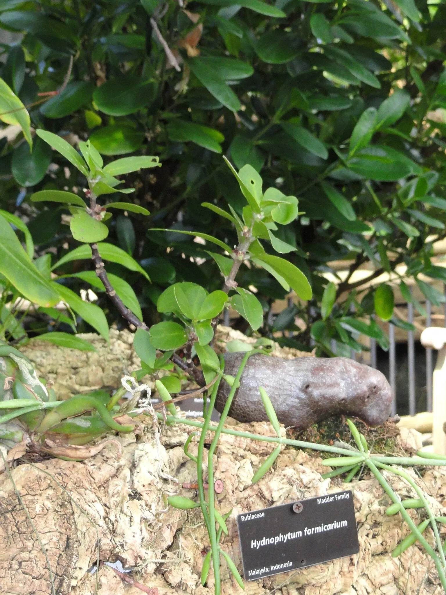 Denver Botanic Gardens