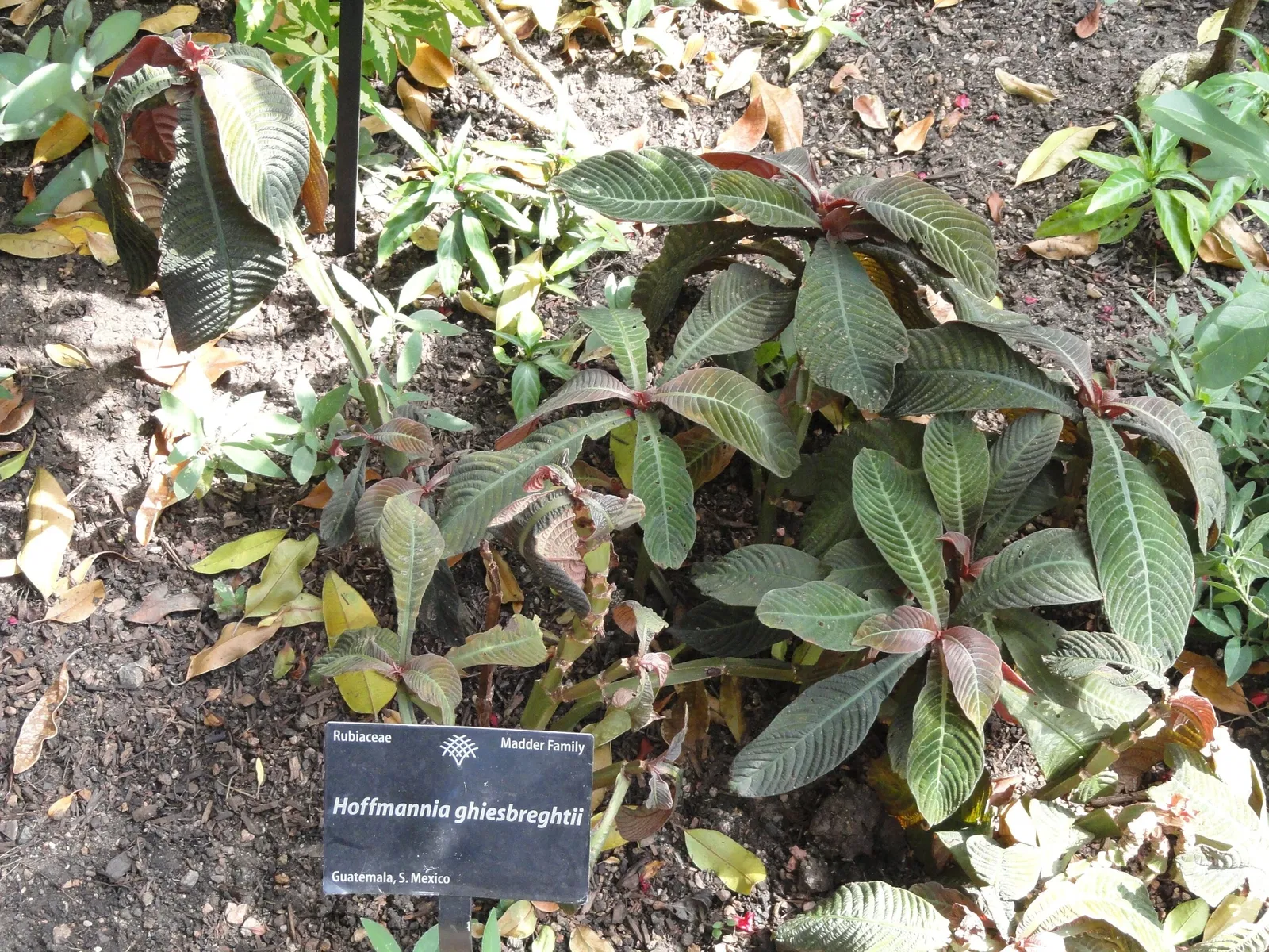 Jardín botánico de Denver