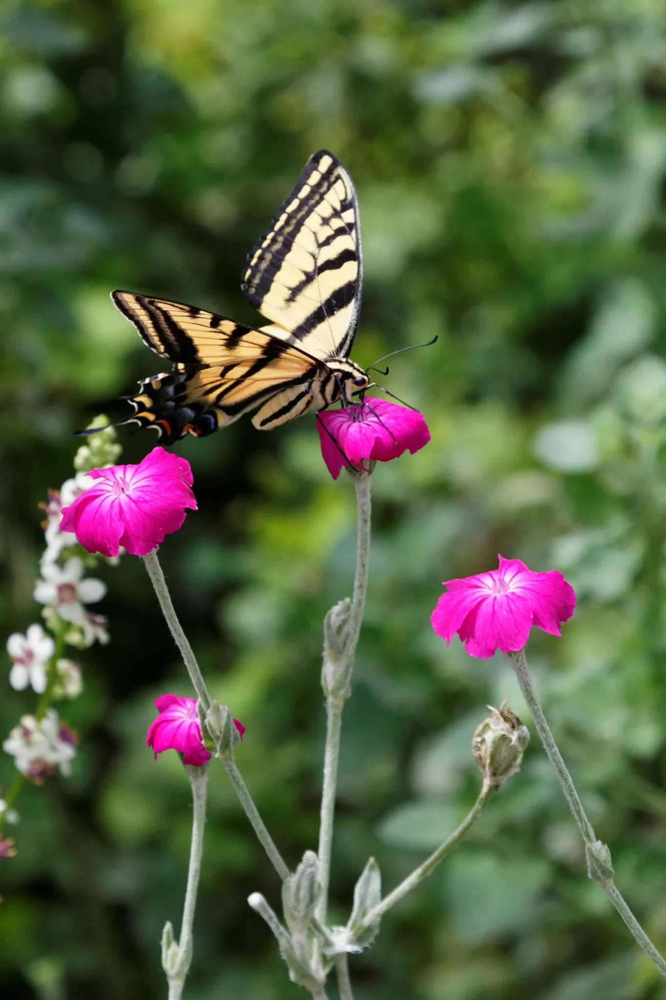Jardín botánico de Denver