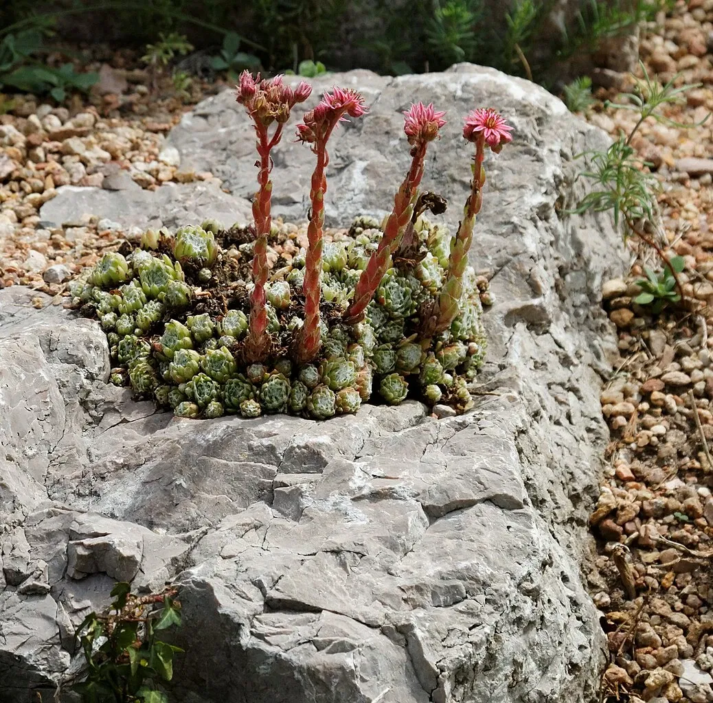 Denver Botanic Gardens