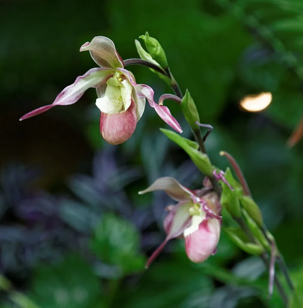 Denver Botanic Gardens