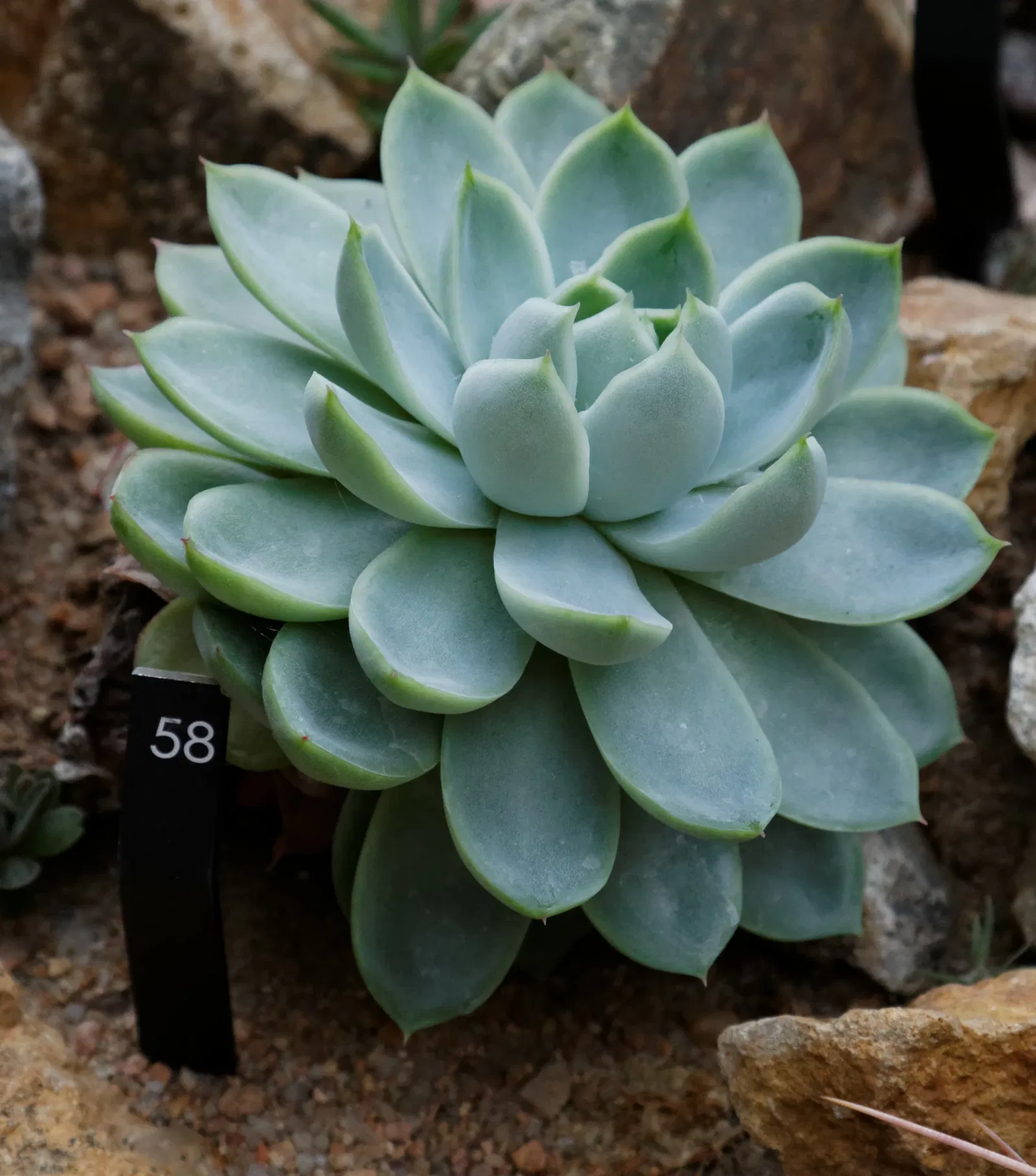 Denver Botanic Gardens