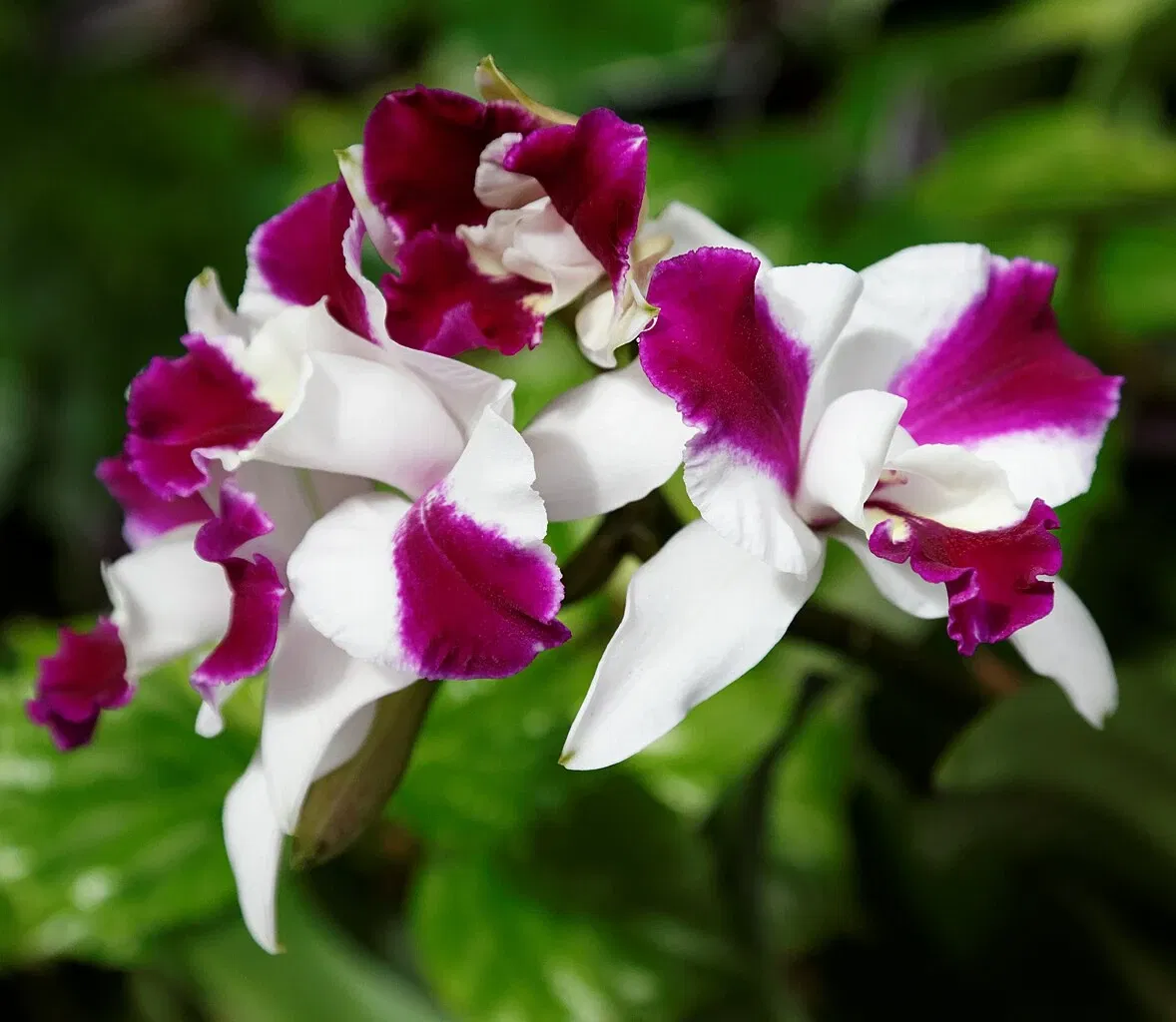 Denver Botanic Gardens