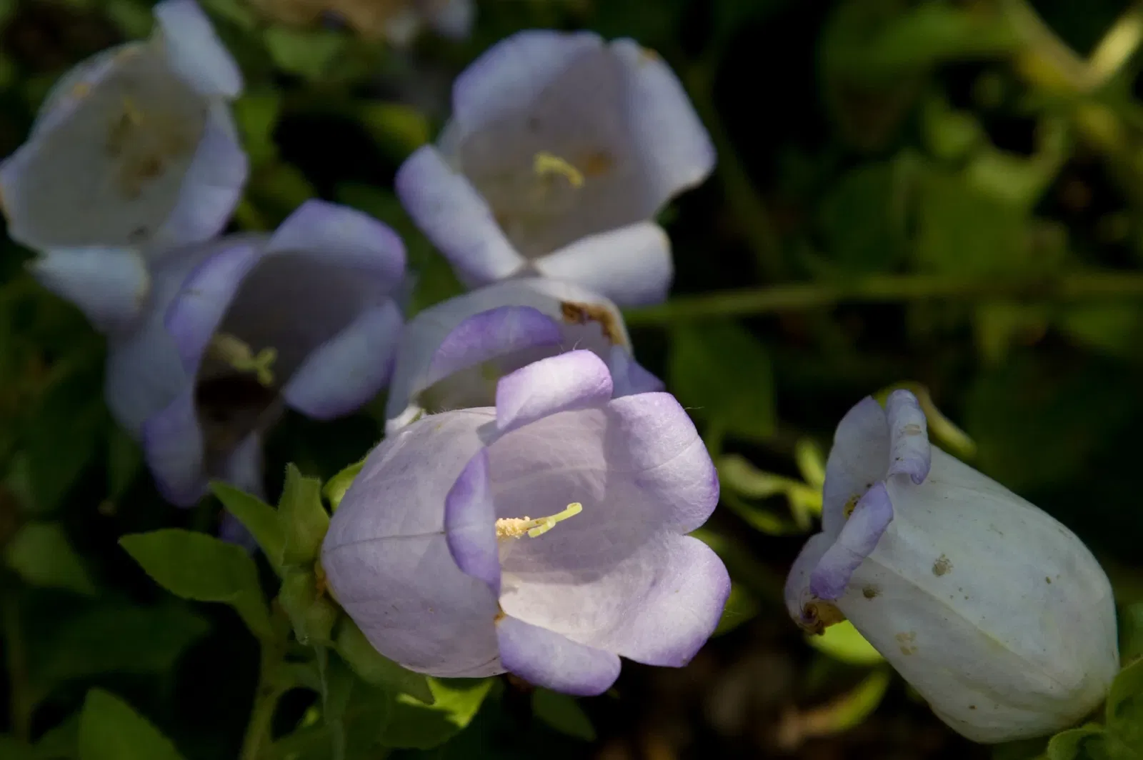 Denver Botanic Gardens