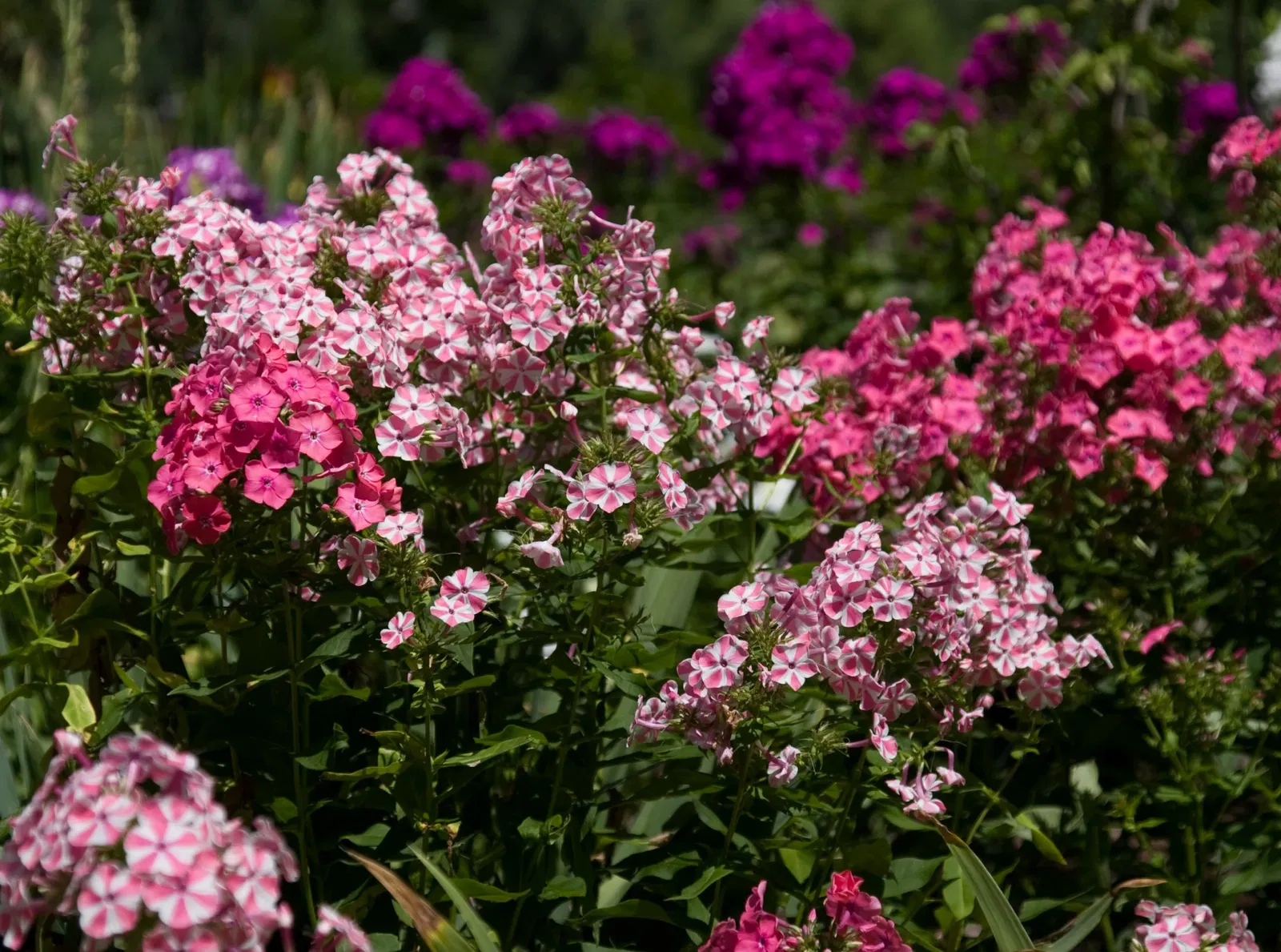 Denver Botanic Gardens