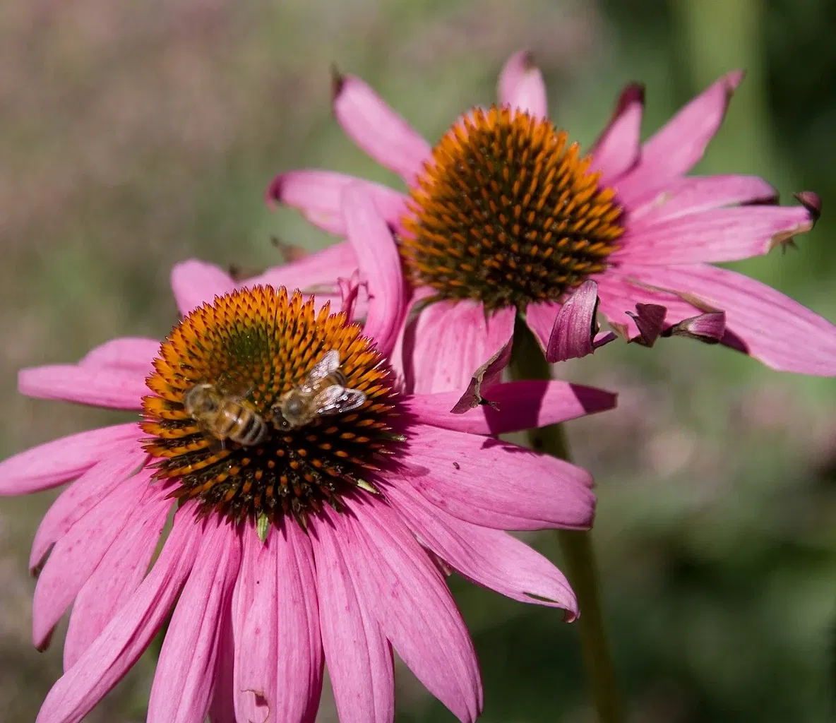 Denver Botanic Gardens