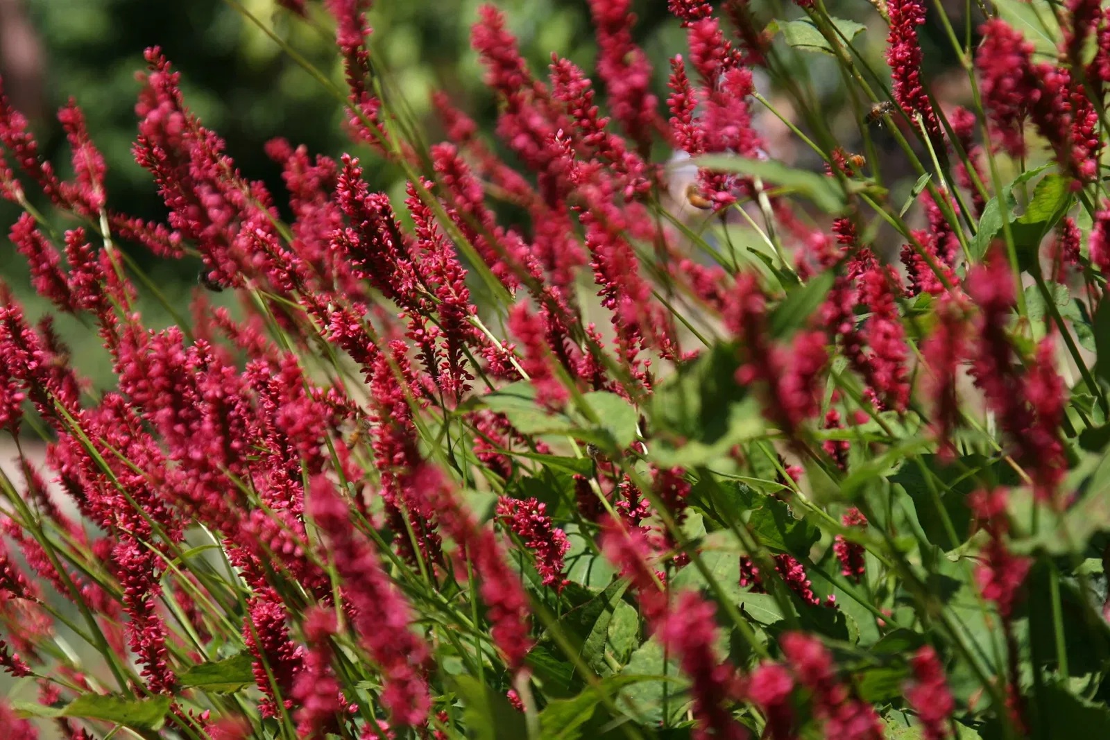 Jardín botánico de Denver