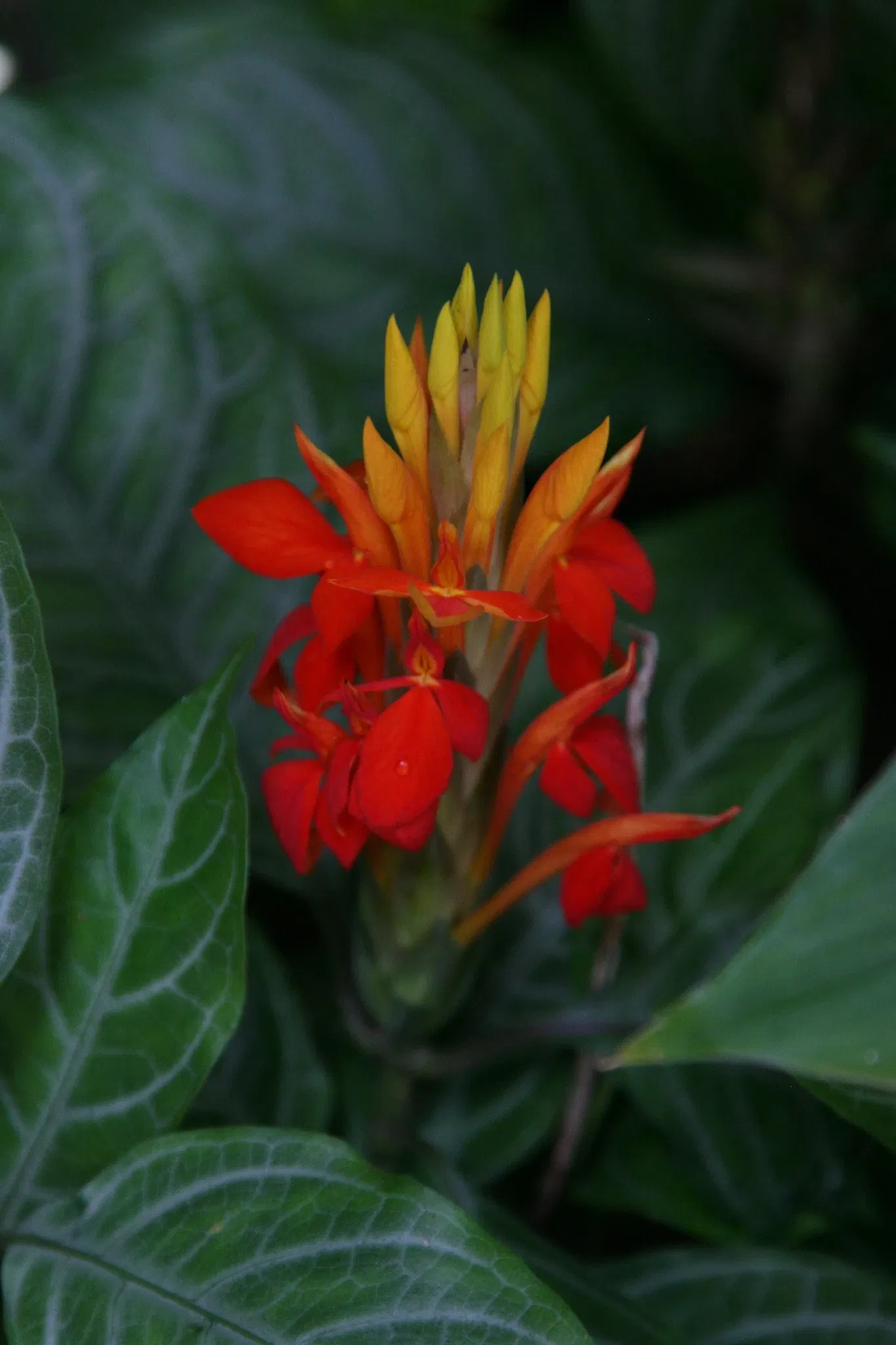 Jardín botánico de Denver