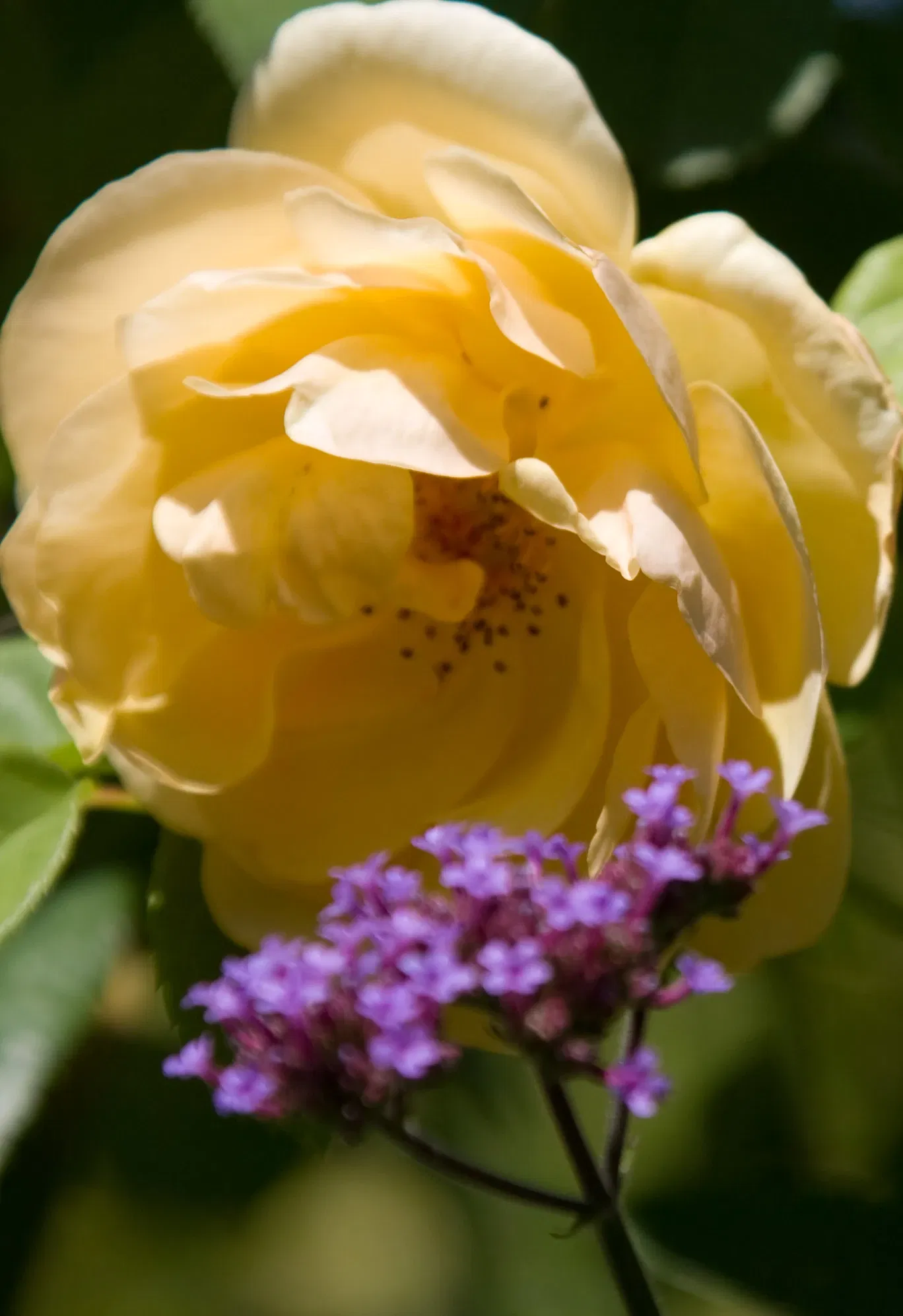 Denver Botanic Gardens