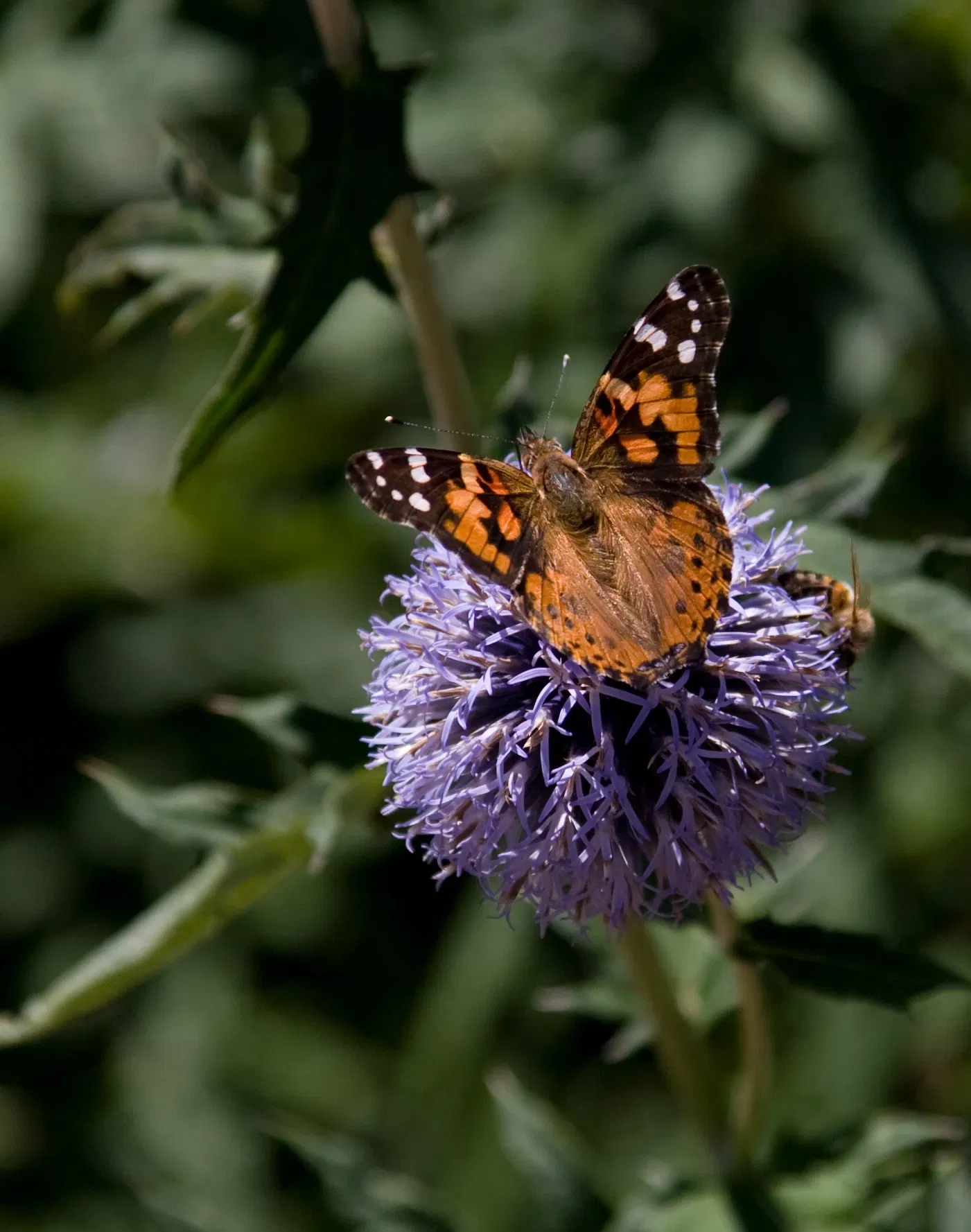 Denver Botanic Gardens