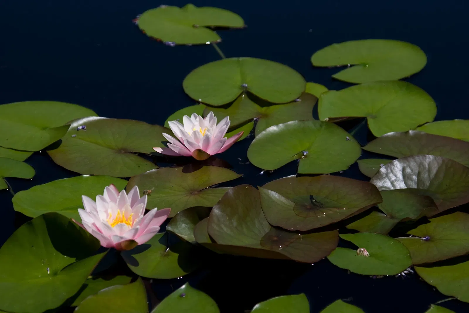 Jardín botánico de Denver