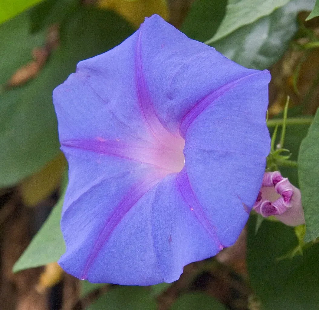 Jardín botánico de Denver