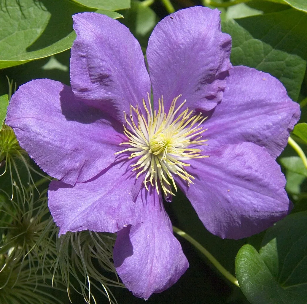 Jardín botánico de Denver