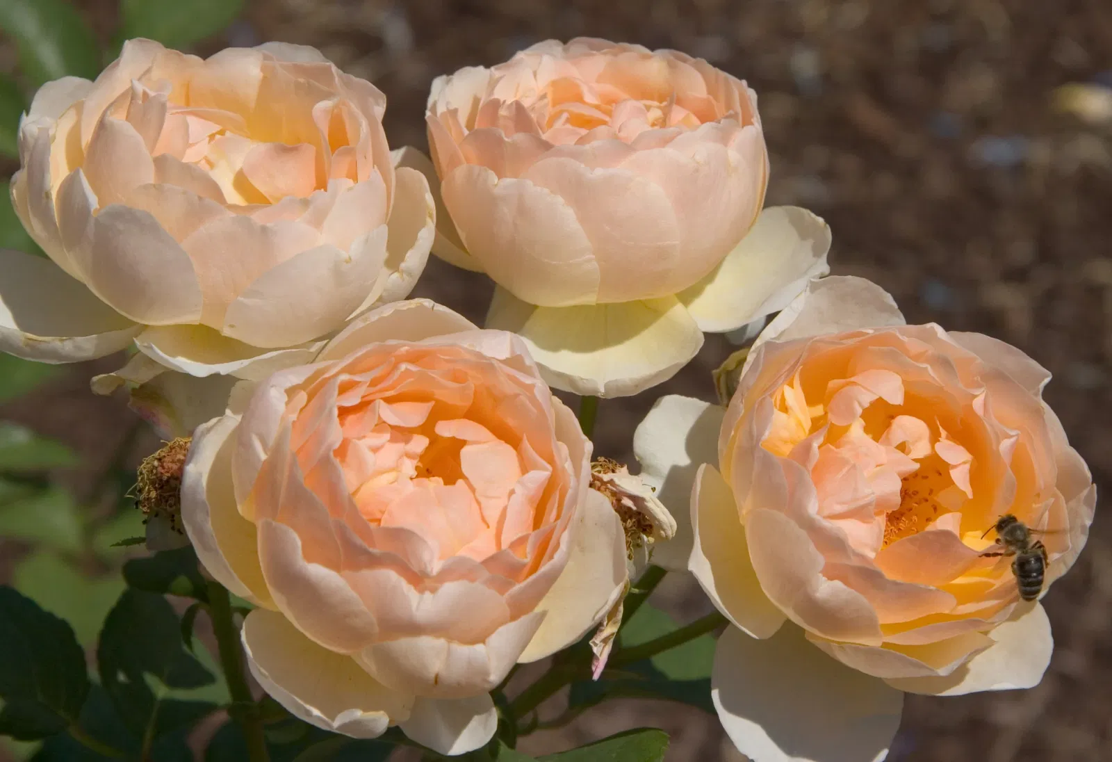 Jardín botánico de Denver