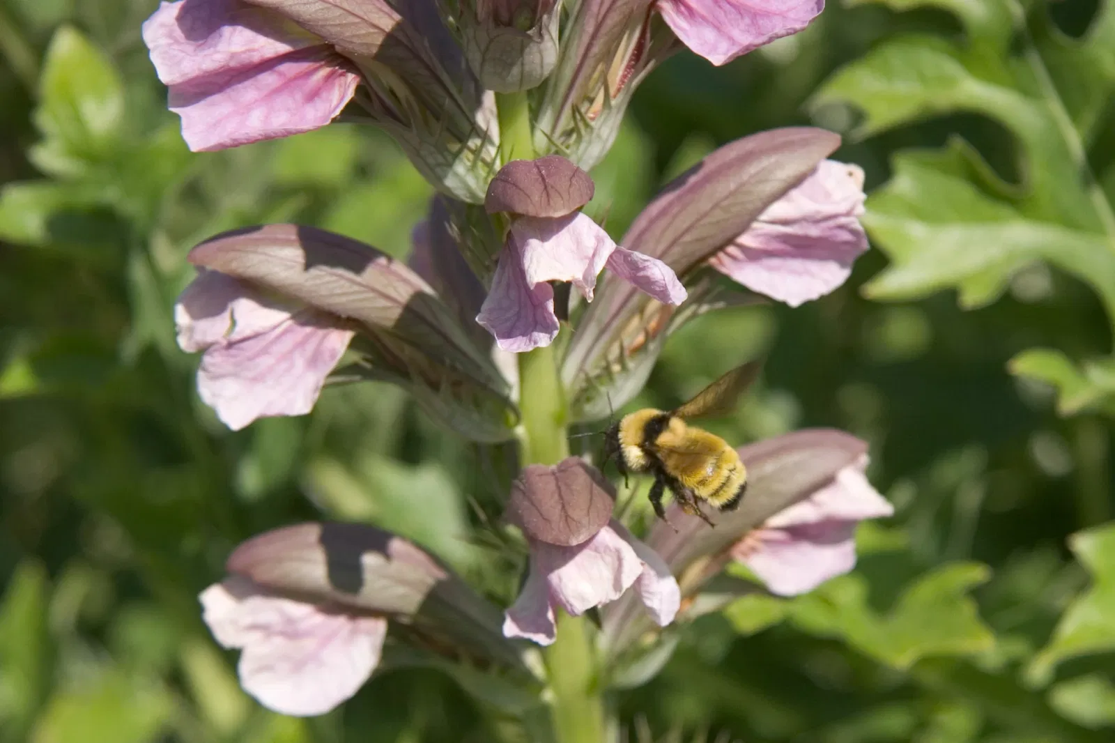 Denver Botanic Gardens