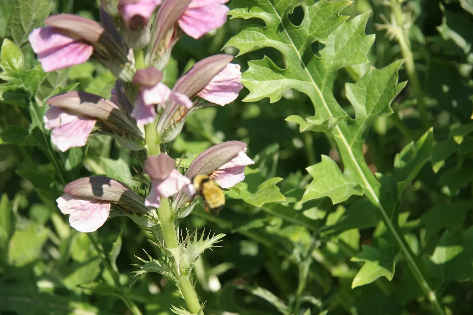Denver Botanic Gardens