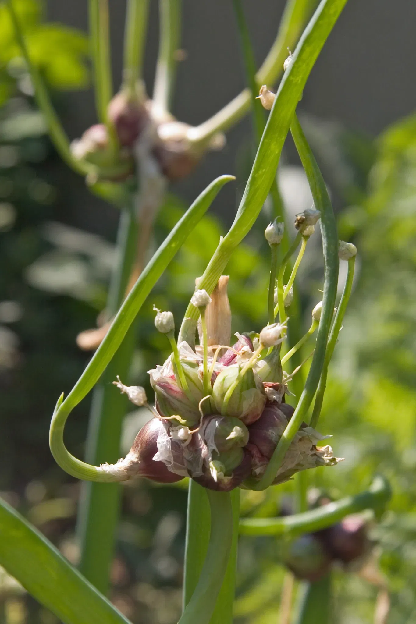 Jardín botánico de Denver