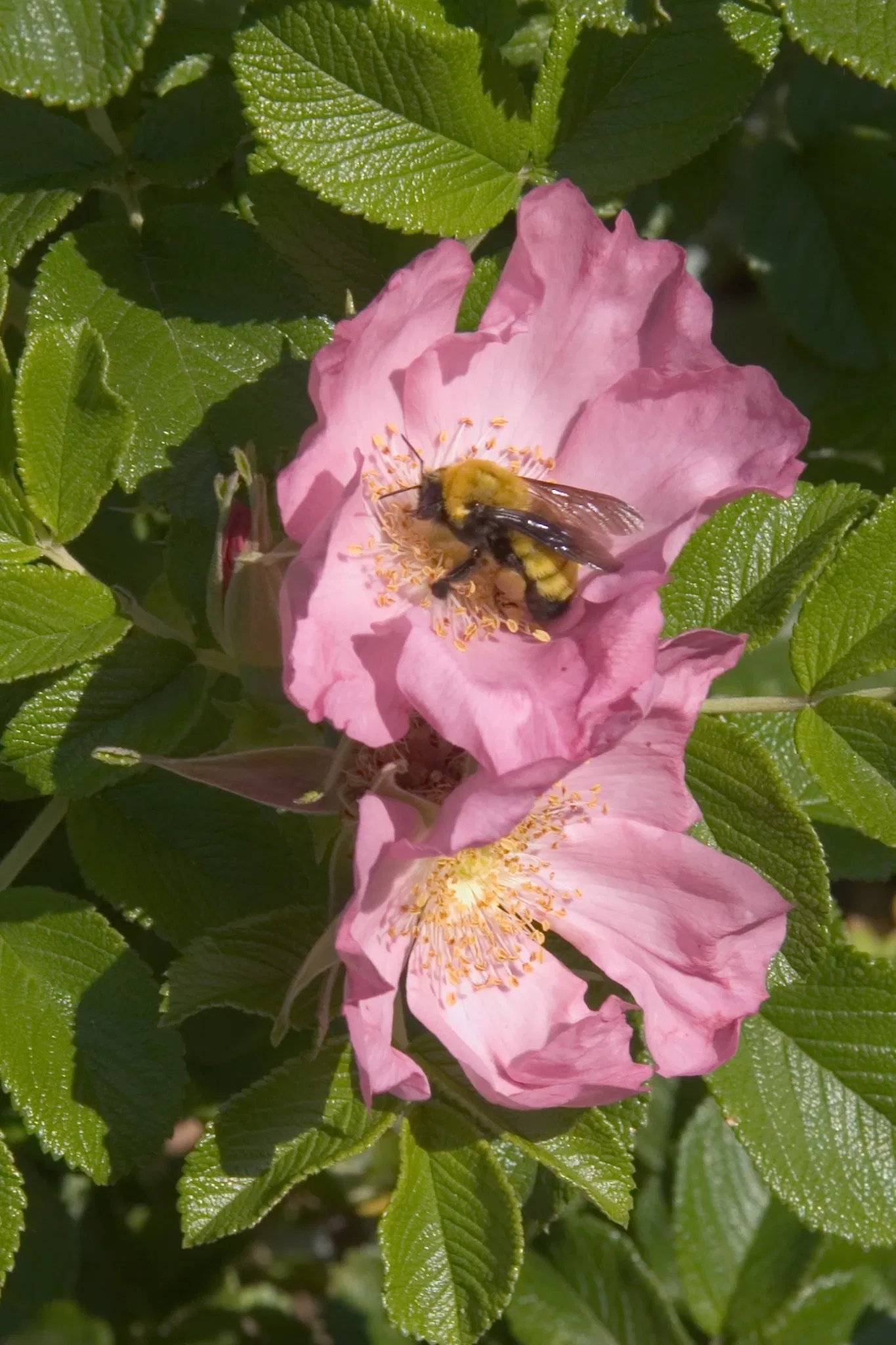 Denver Botanic Gardens