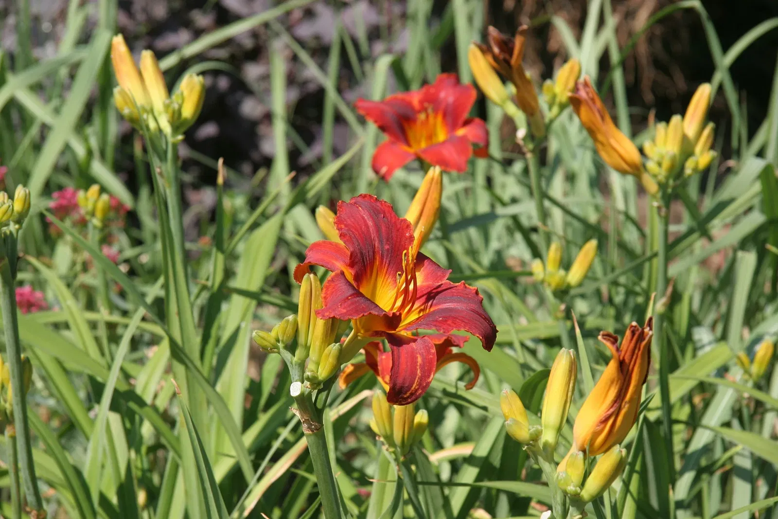 Denver Botanic Gardens