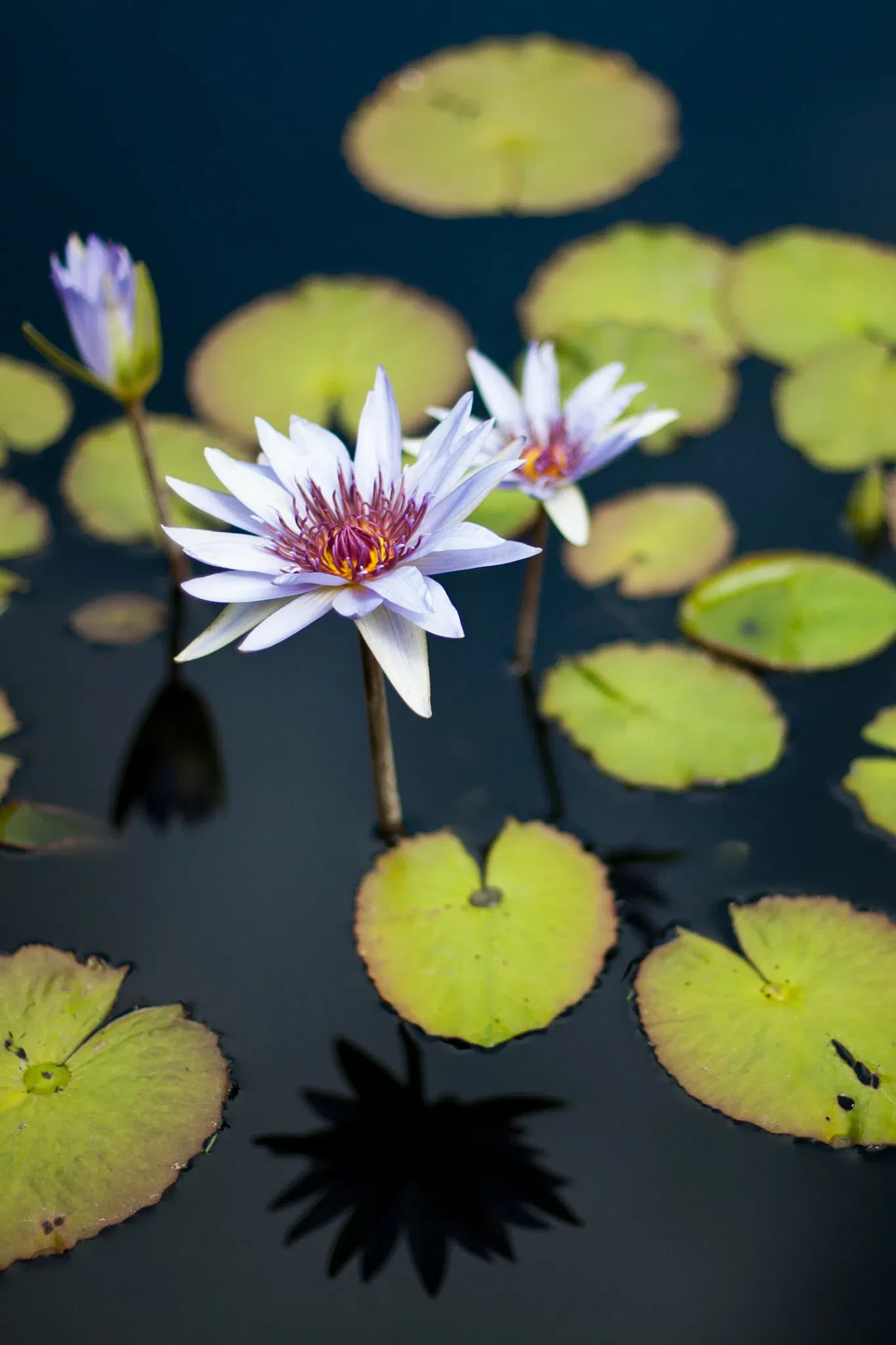Denver Botanic Gardens